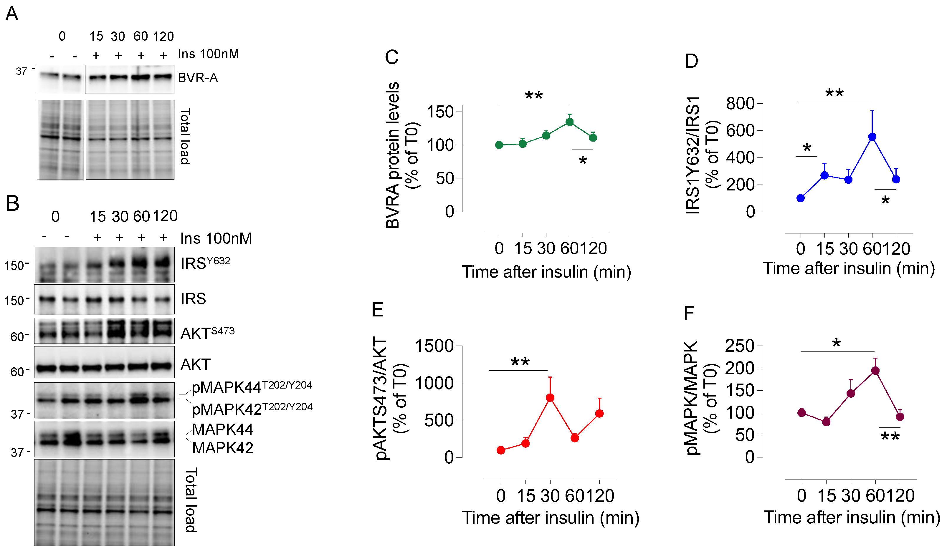 Ijms 24 07282 g004 Ijms 24 07282 g004