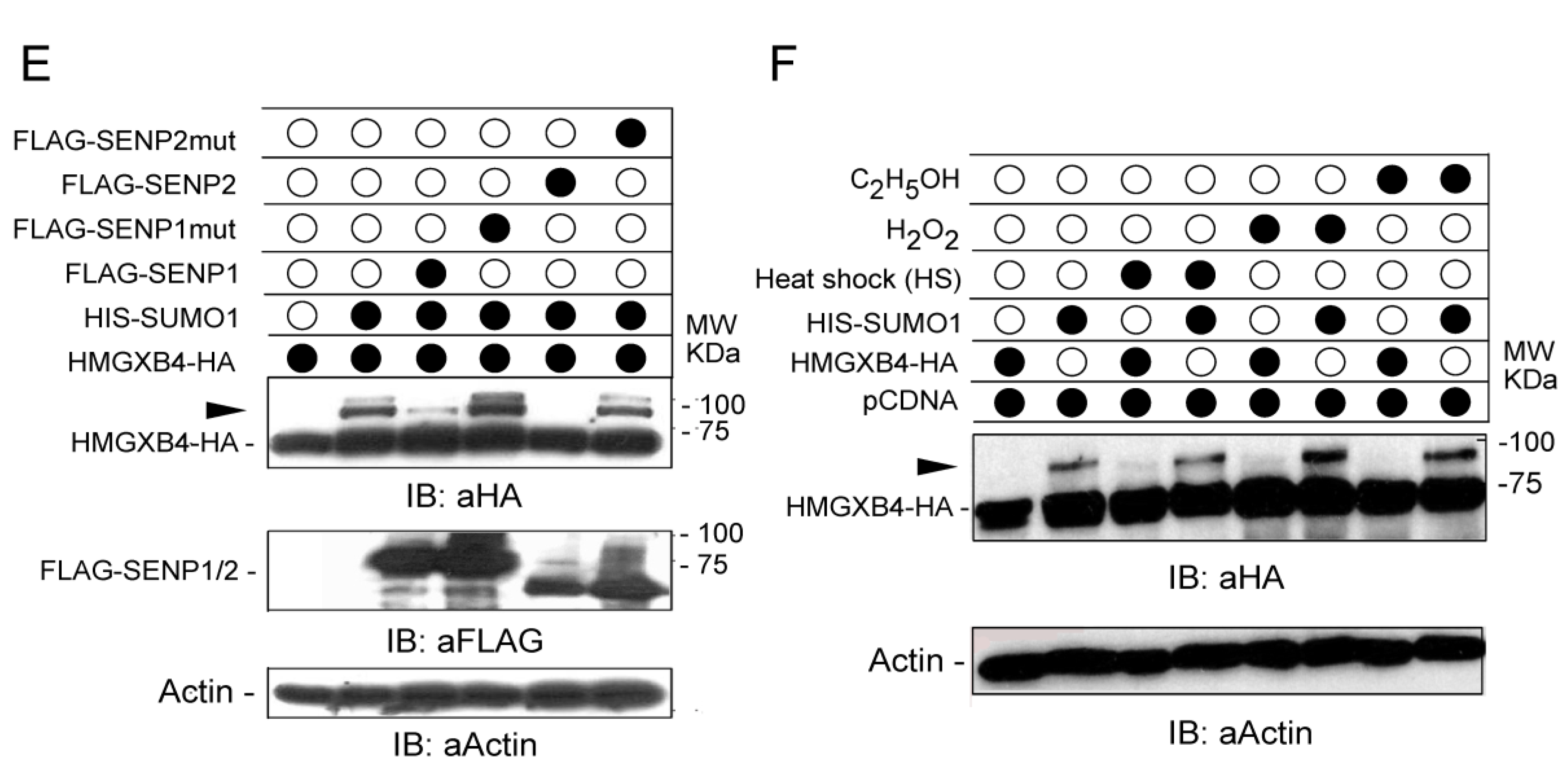 Ijms 24 07283 g001b Ijms 24 07283 g001b