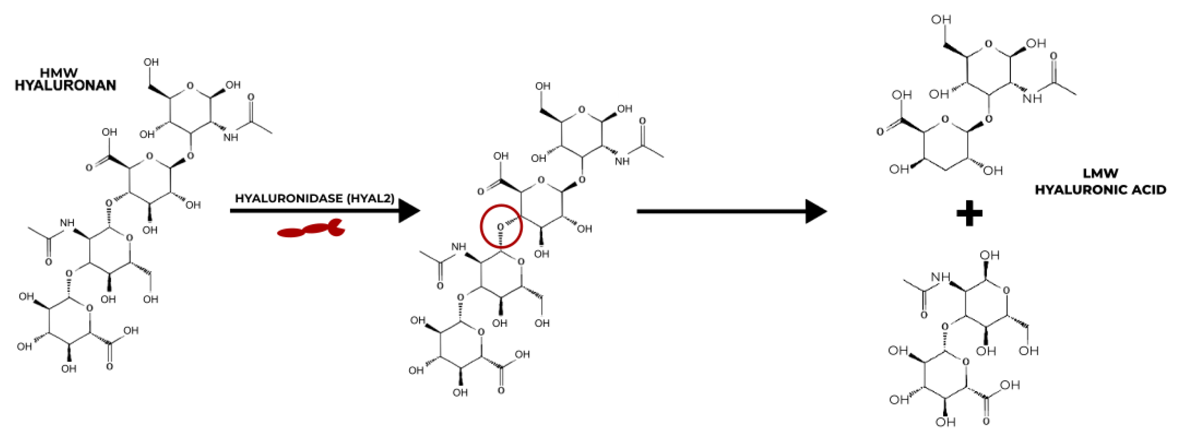 IJMS Free FullText Hyaluronic AcidBased Nanosystems for CD44