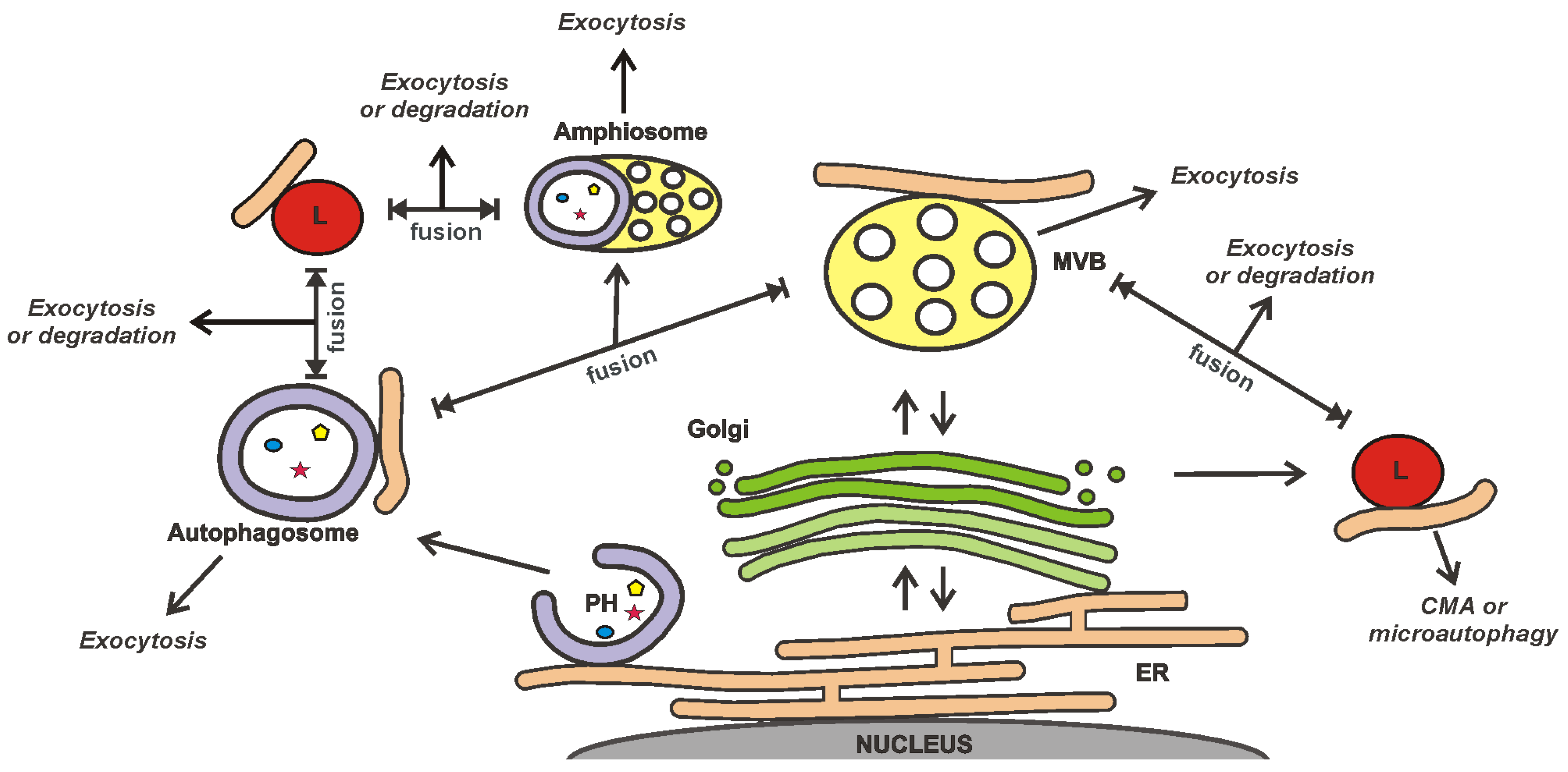 Ijms 24 07287 g001 Ijms 24 07287 g001