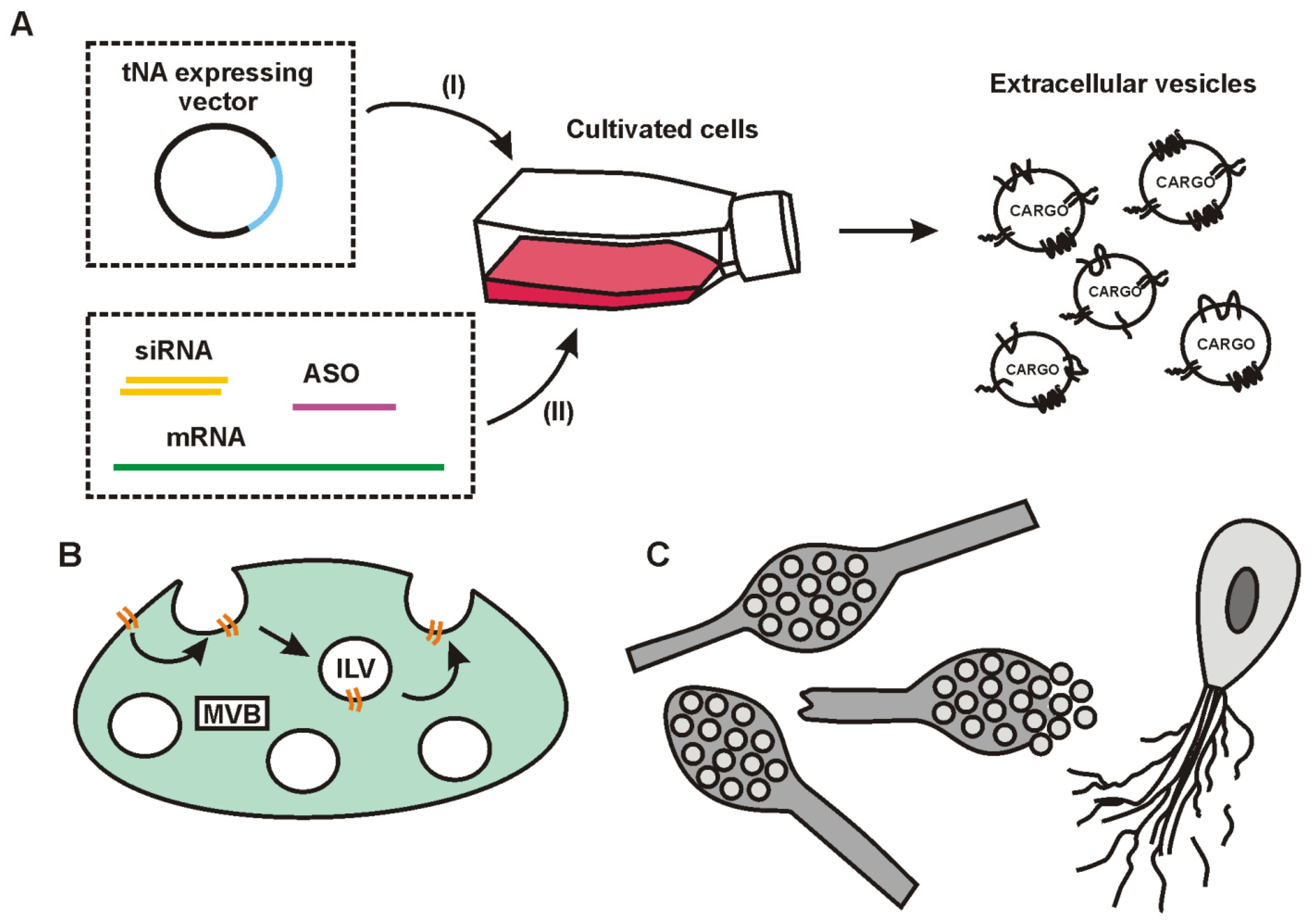 Ijms 24 07287 g002 Ijms 24 07287 g002