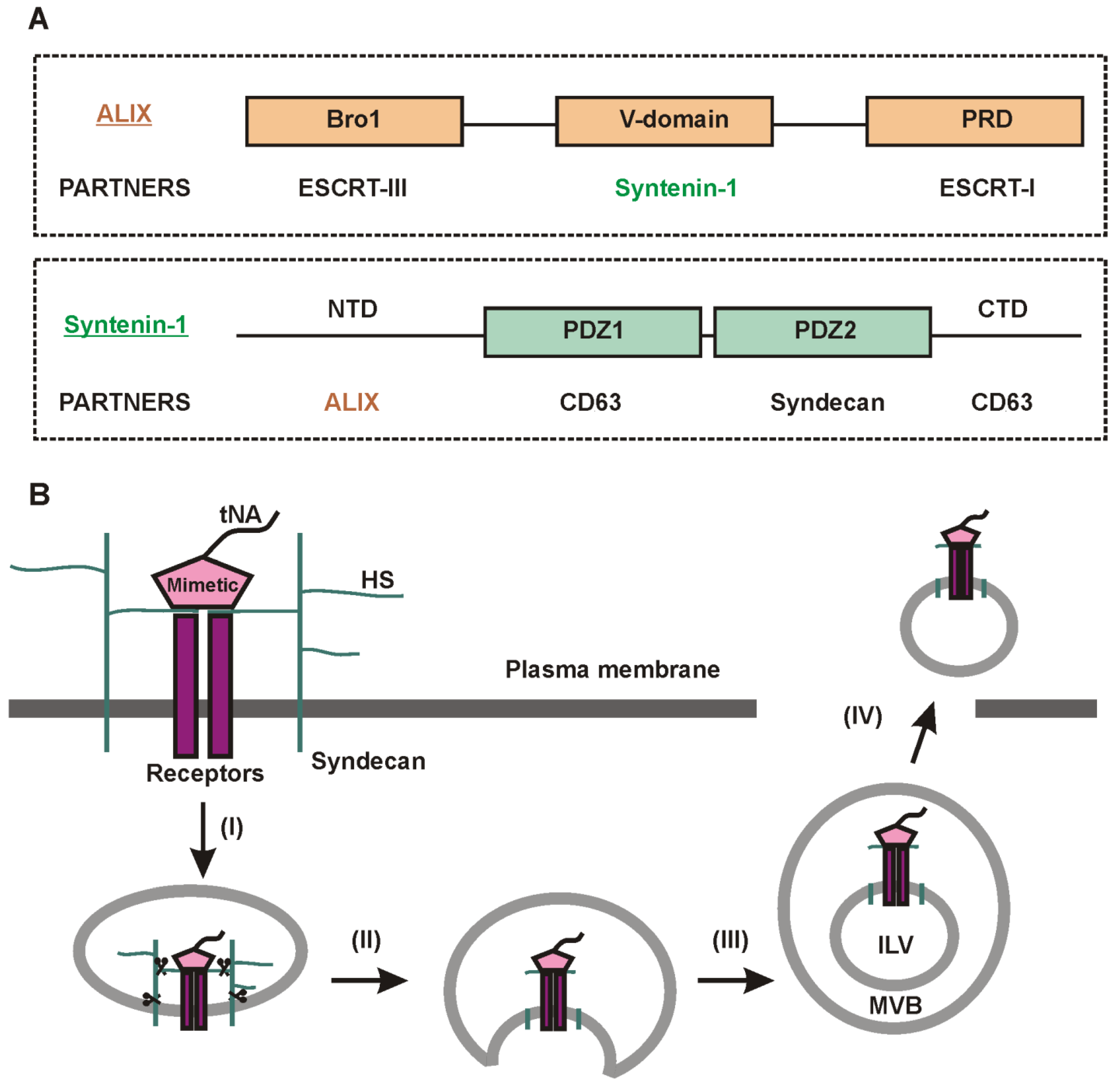 Ijms 24 07287 g003 Ijms 24 07287 g003
