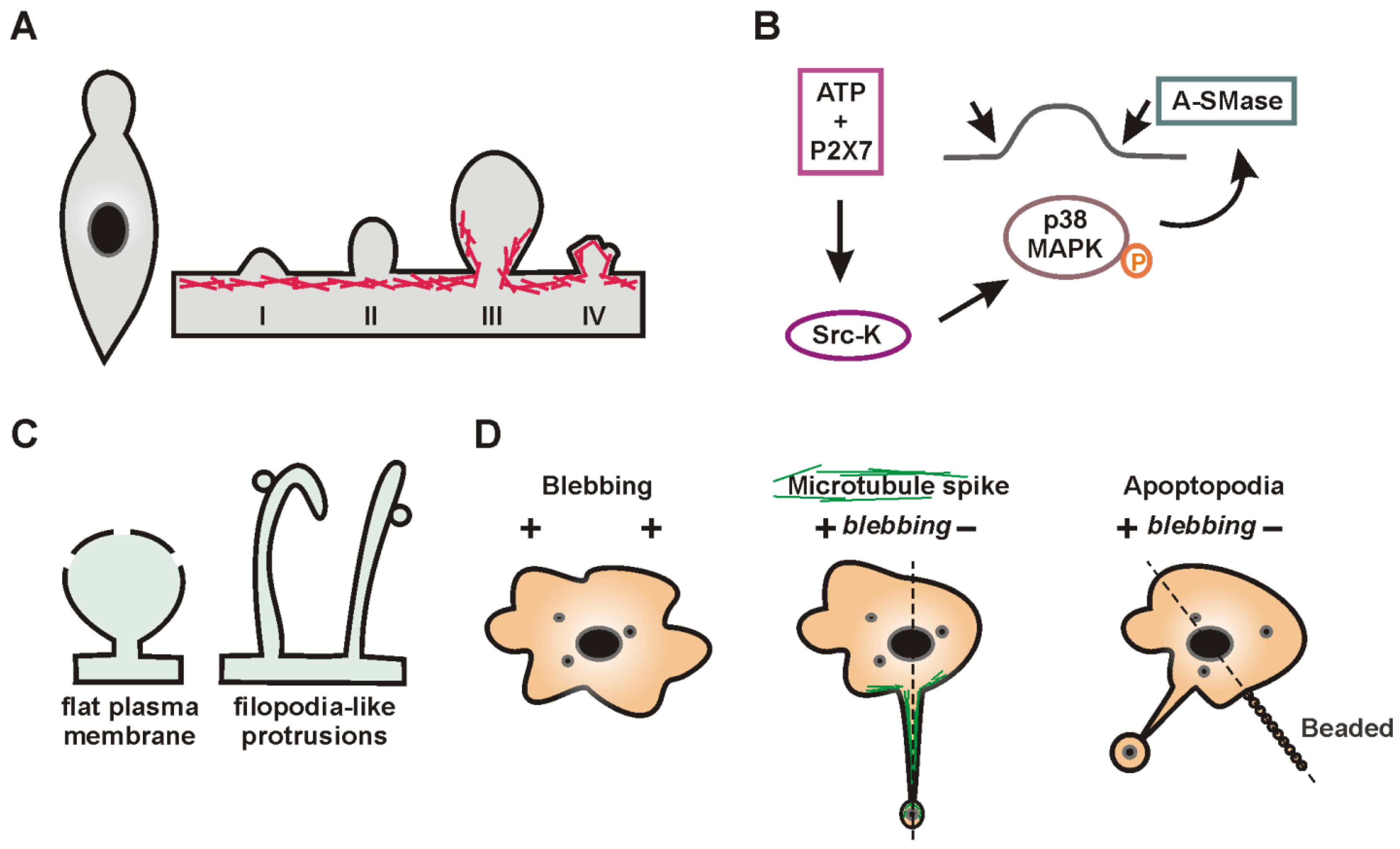 Ijms 24 07287 g004 Ijms 24 07287 g004