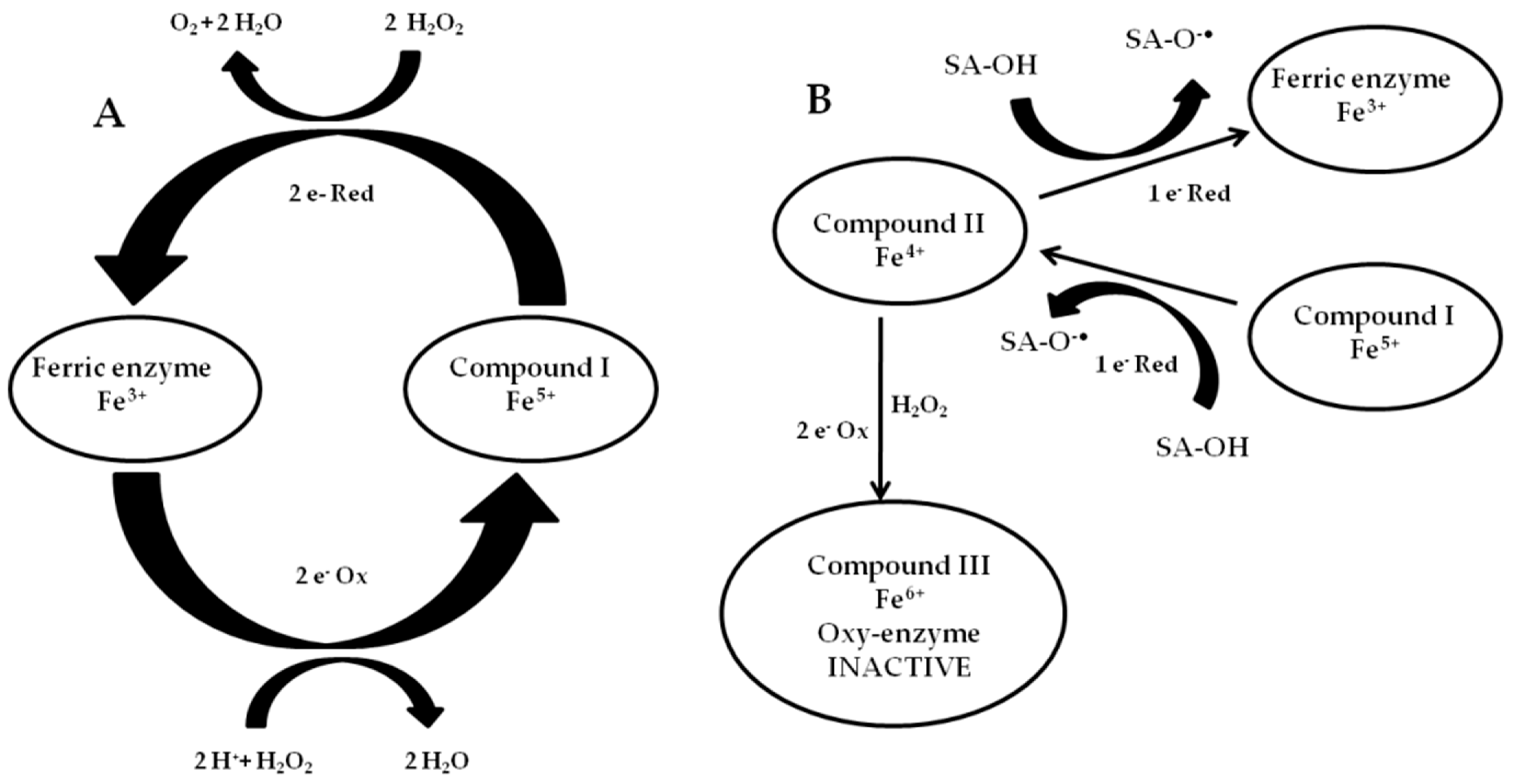Ijms 24 07324 g008 Ijms 24 07324 g008