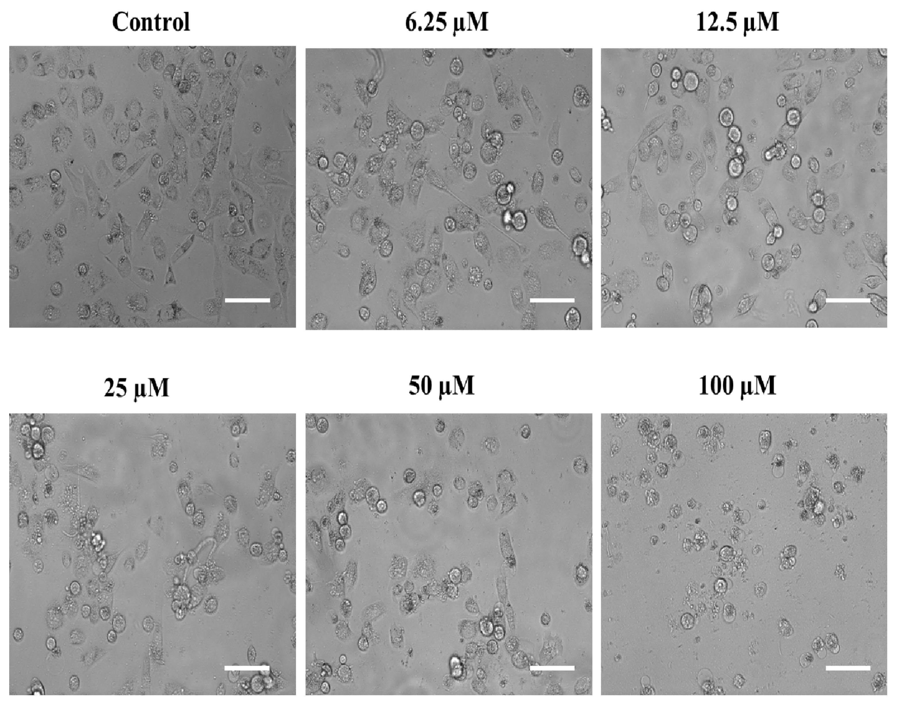 Ijms 24 07336 g007 Ijms 24 07336 g007