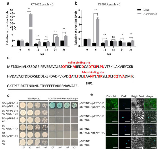 NpPP2-B10, an F-Box-Nictaba Gene, Promotes Plant Growth and