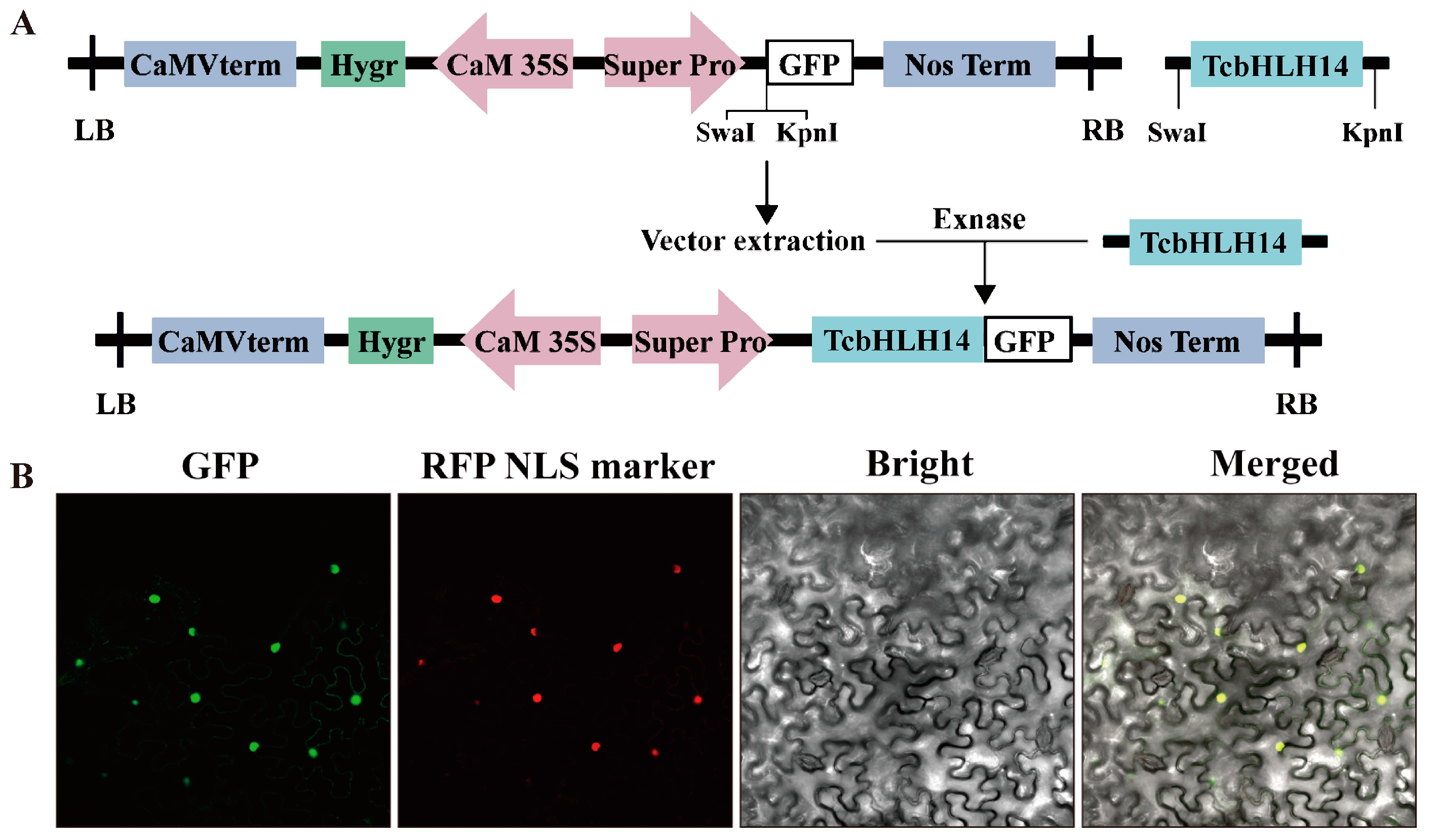 Ijms 24 07379 g003 Ijms 24 07379 g003