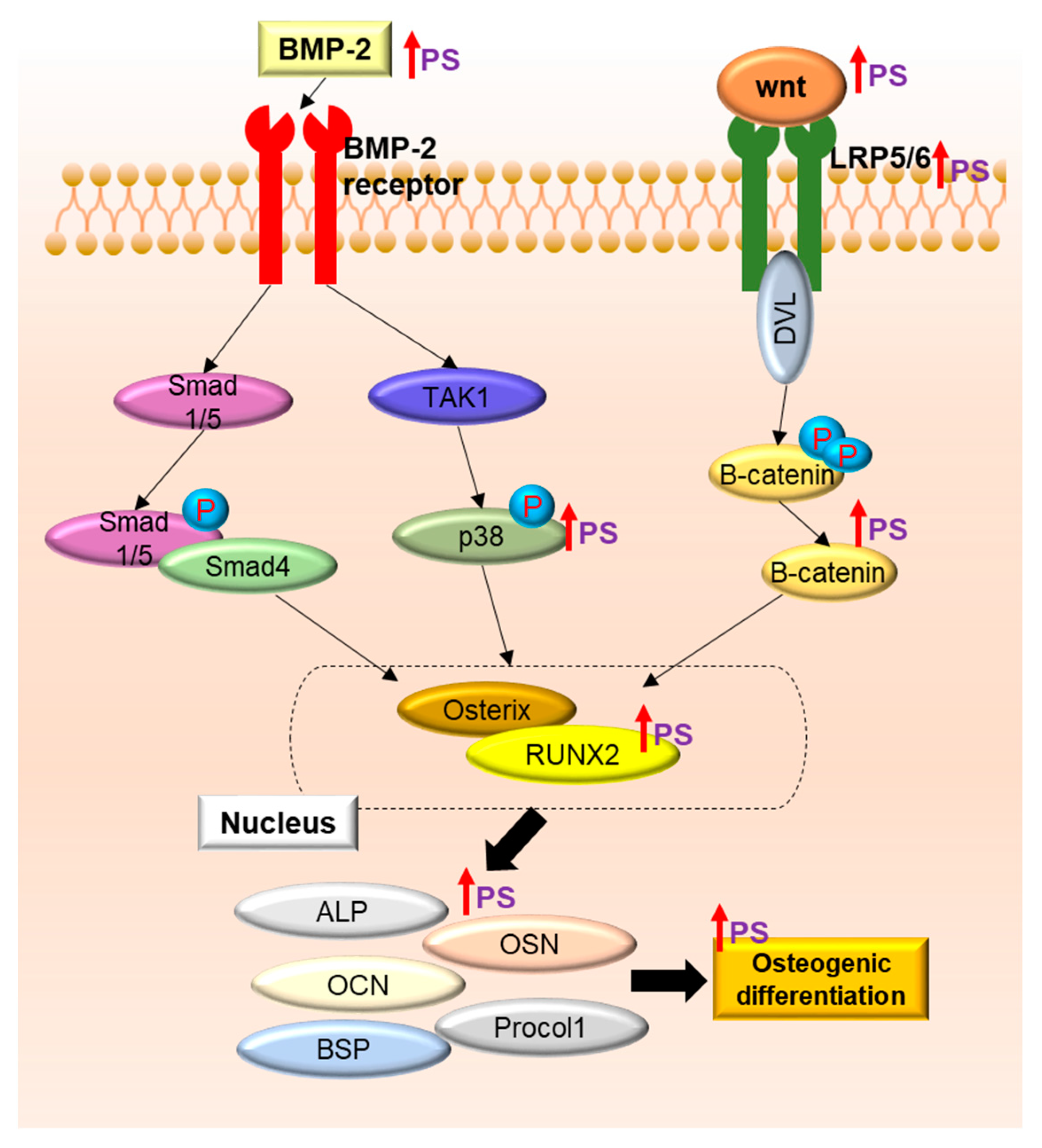Ijms 24 07388 g008 Ijms 24 07388 g008