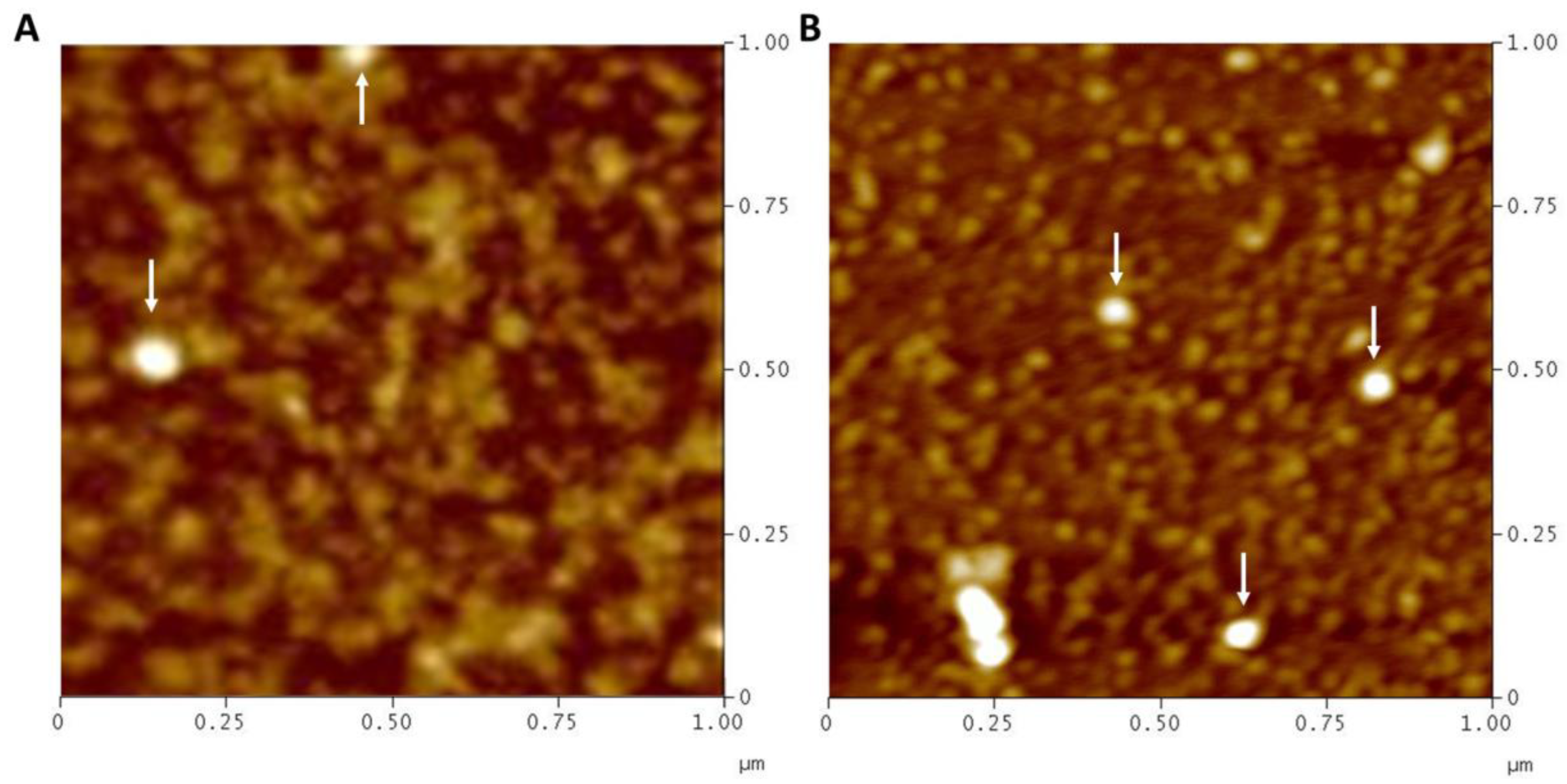 Ijms 24 07391 g001 Ijms 24 07391 g001