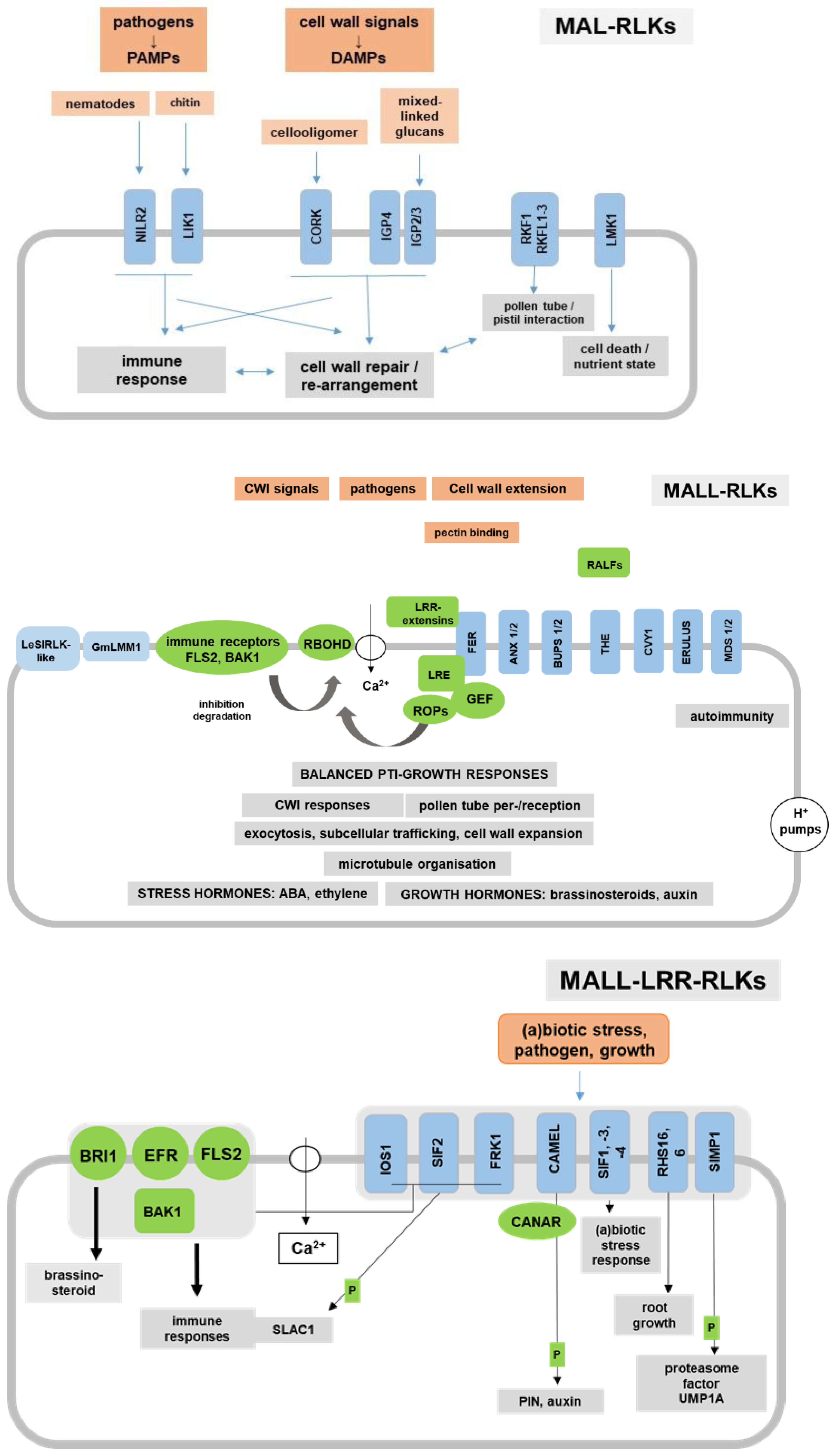 Ijms 24 07417 g002 Ijms 24 07417 g002