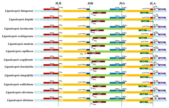 Plastid Phylogenomic Analyses Reveal a Cryptic Species of