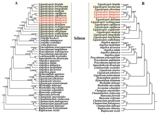 IJMS | Free Full-Text | Plastid Phylogenomic Analyses Reveal a 