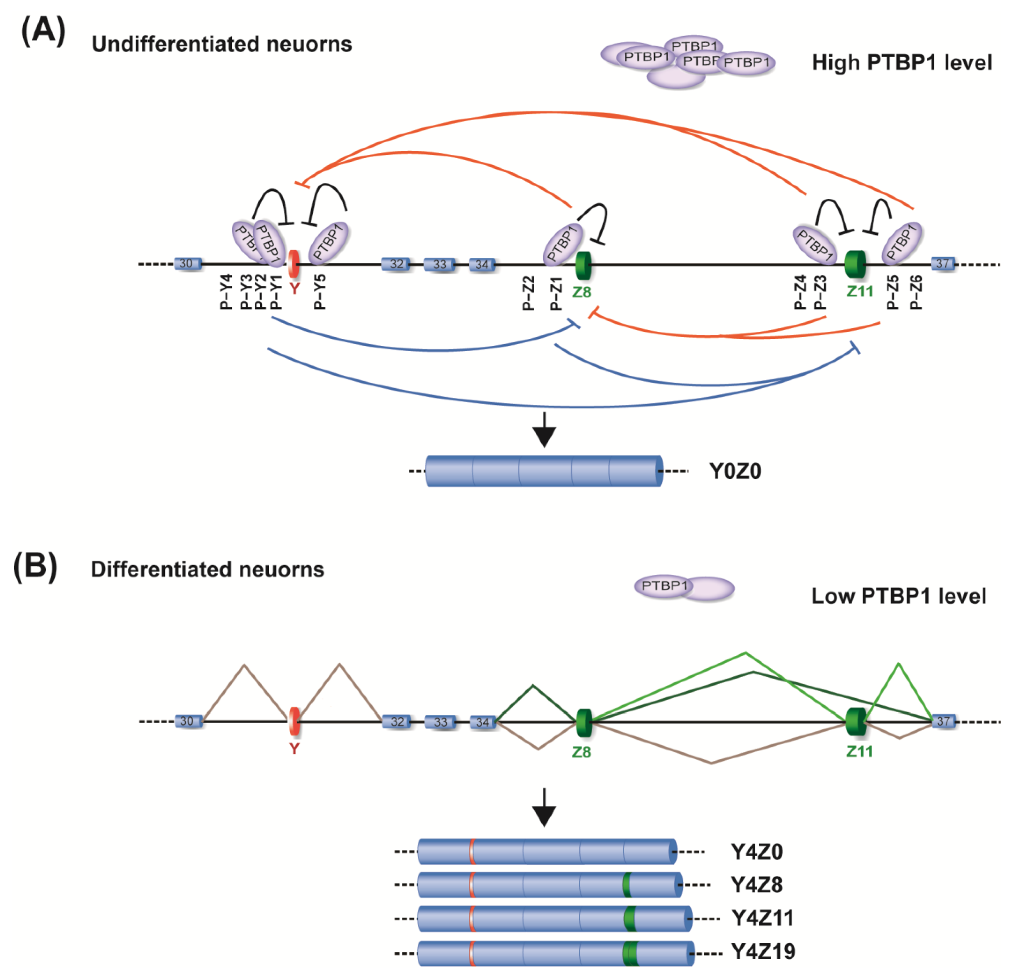 Ijms 24 07420 g006 Ijms 24 07420 g006