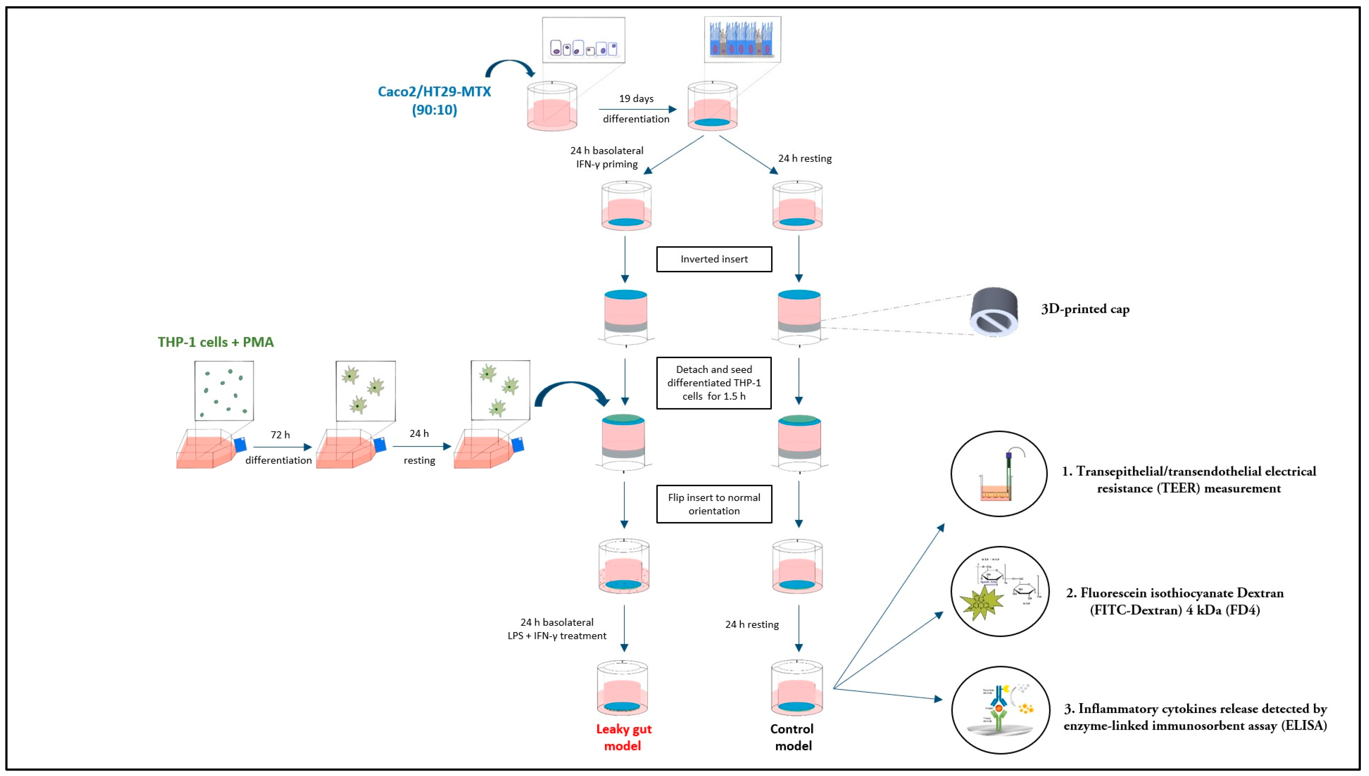 Development of an Inflammation-Triggered In Vitro “Leaky 