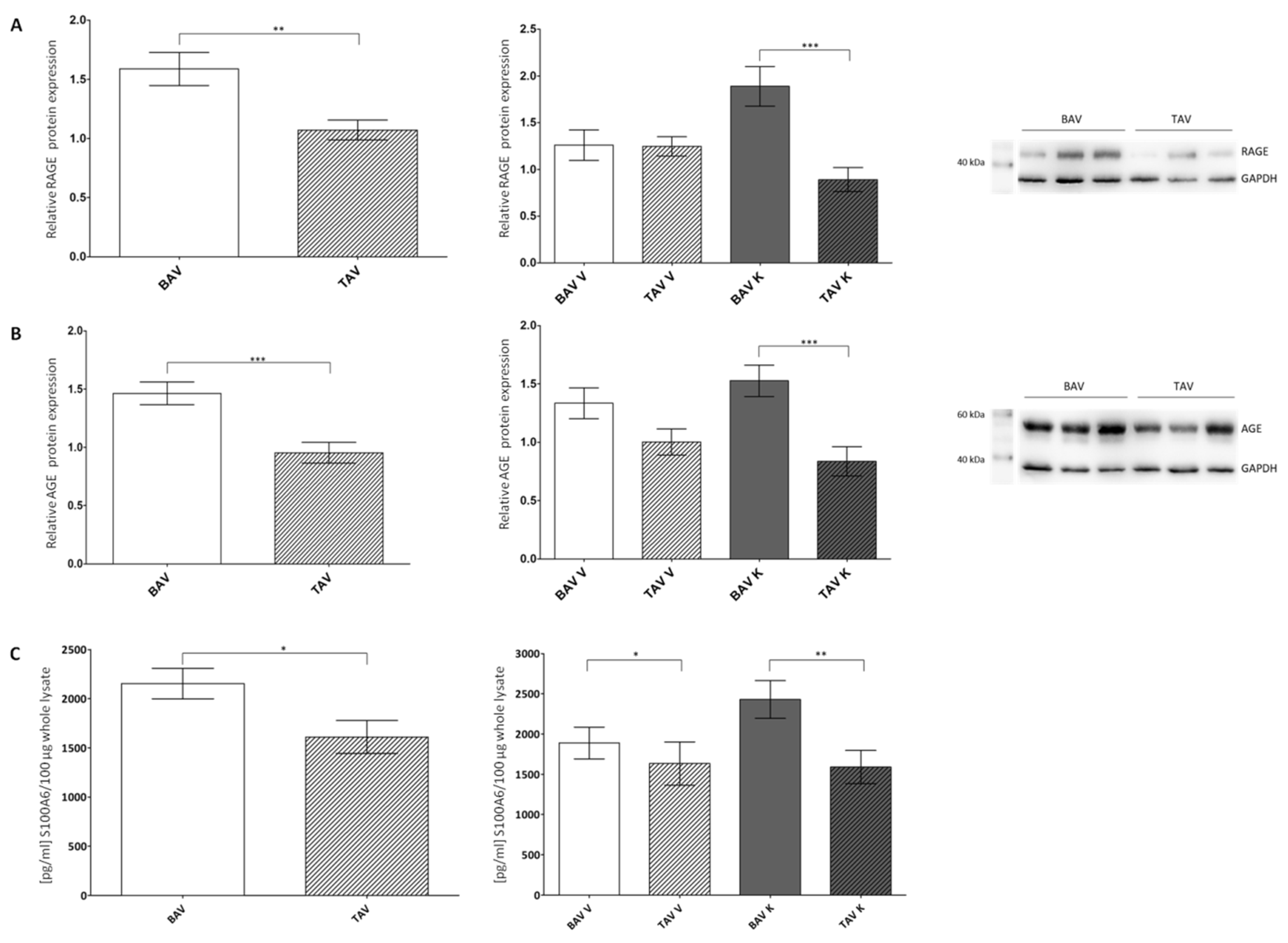Ijms 24 07429 g001 Ijms 24 07429 g001