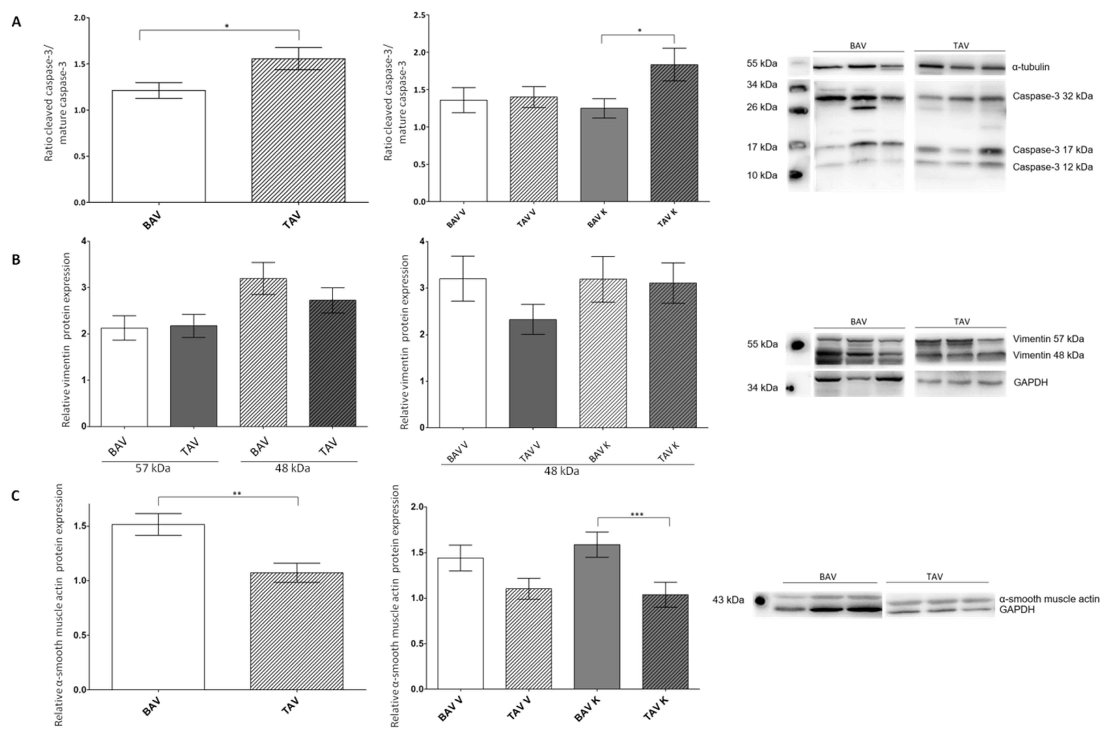 Ijms 24 07429 g002 Ijms 24 07429 g002
