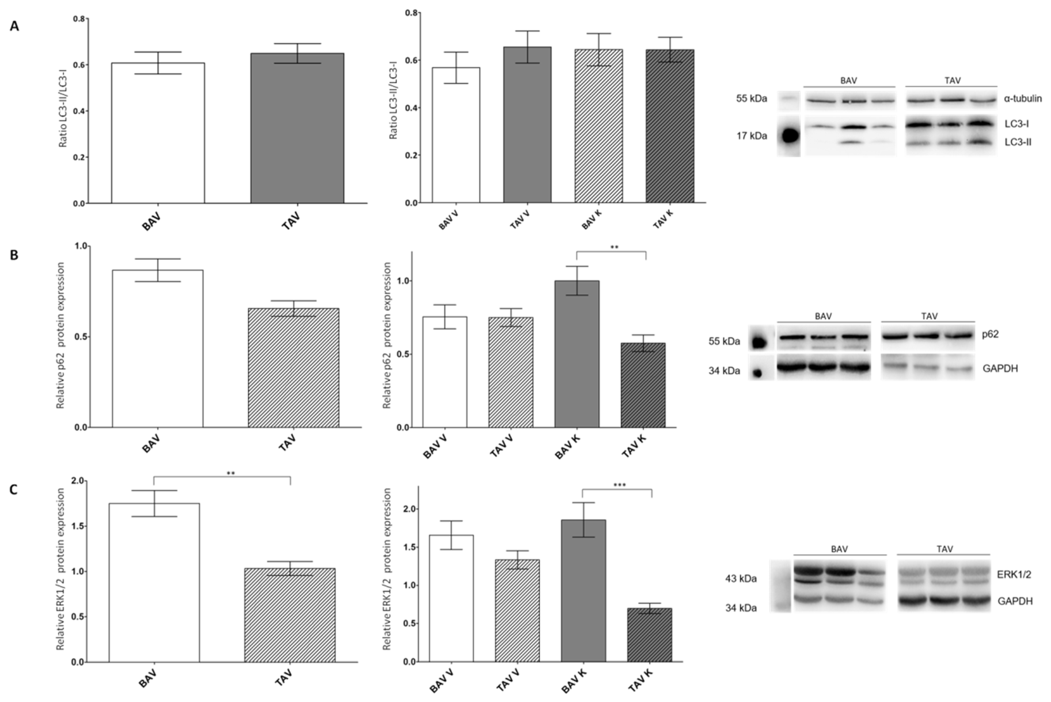 Ijms 24 07429 g004 Ijms 24 07429 g004