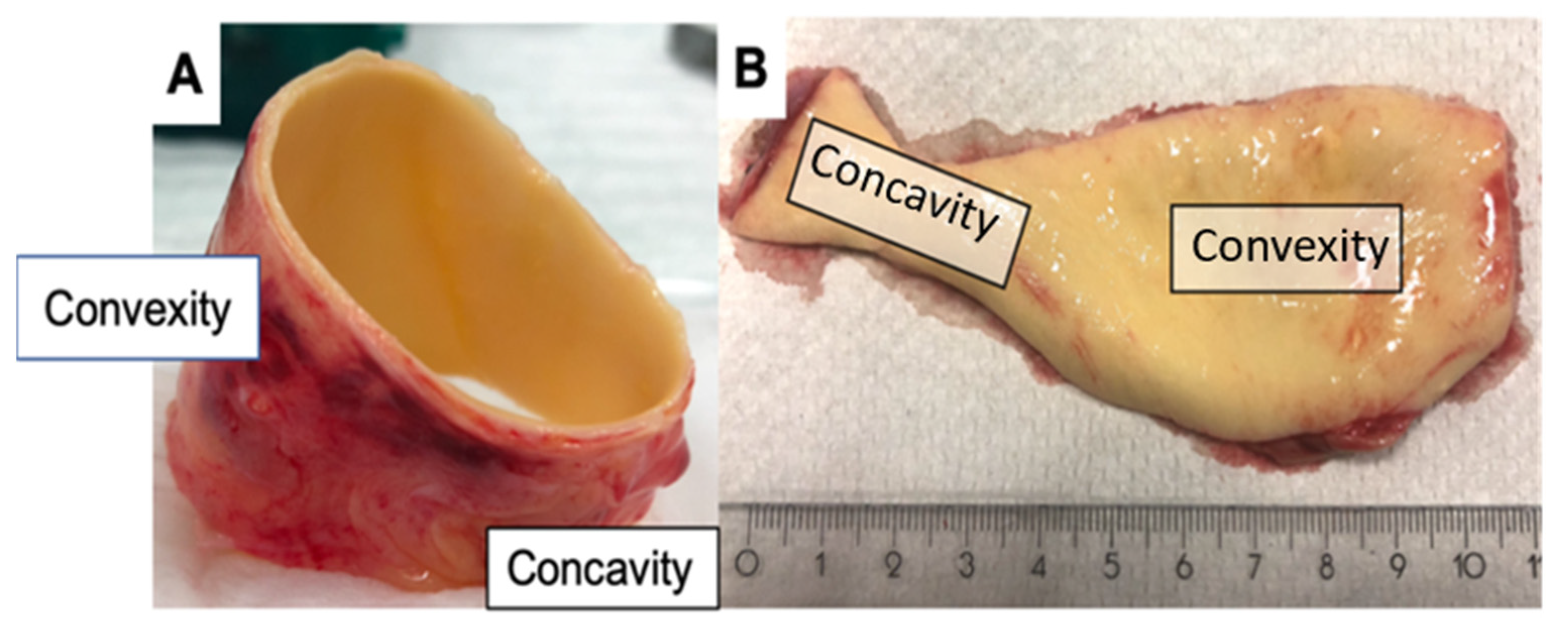 Ijms 24 07429 g005 Ijms 24 07429 g005