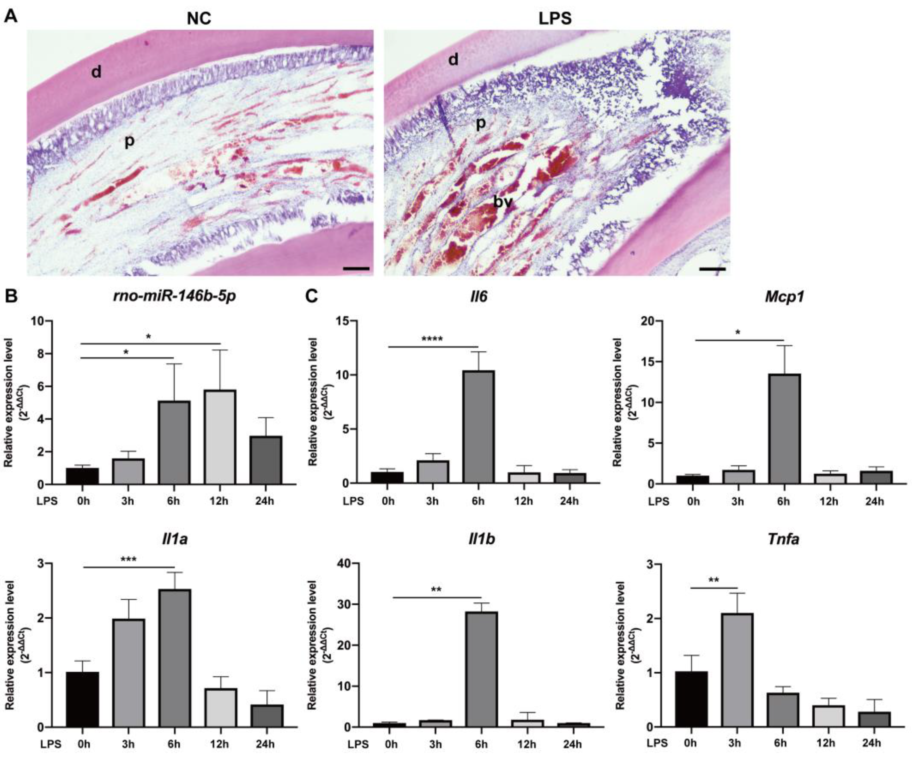 Ijms 24 07433 g005 Ijms 24 07433 g005