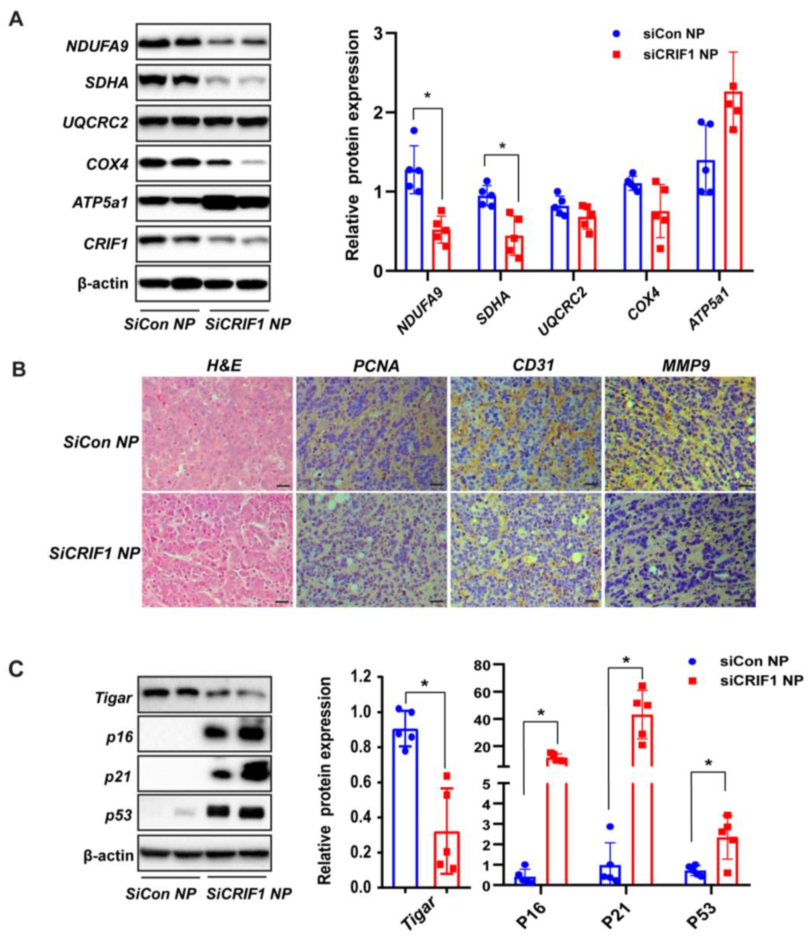 Ijms 24 07453 g006 Ijms 24 07453 g006