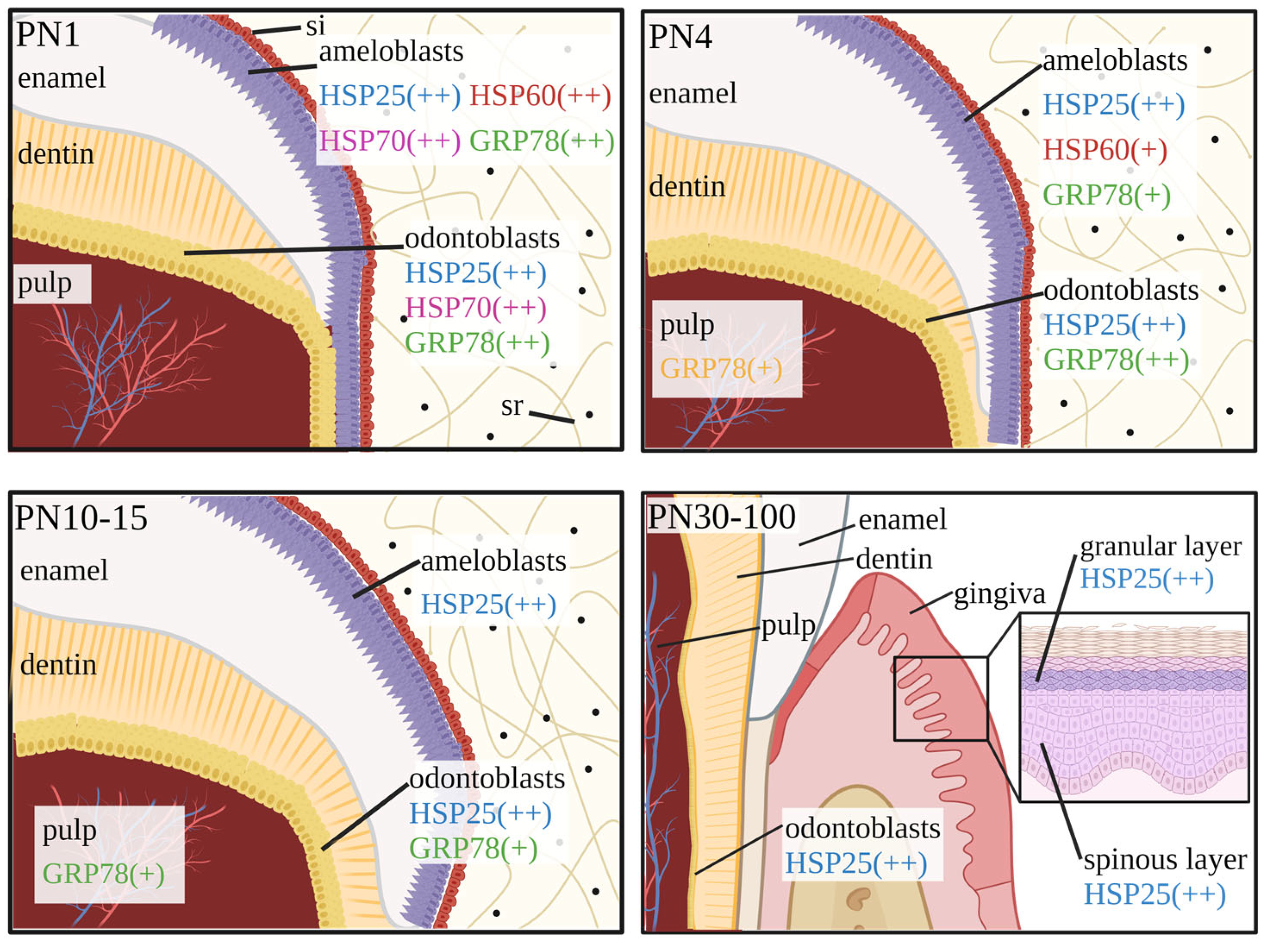 Ijms 24 07455 g002 Ijms 24 07455 g002