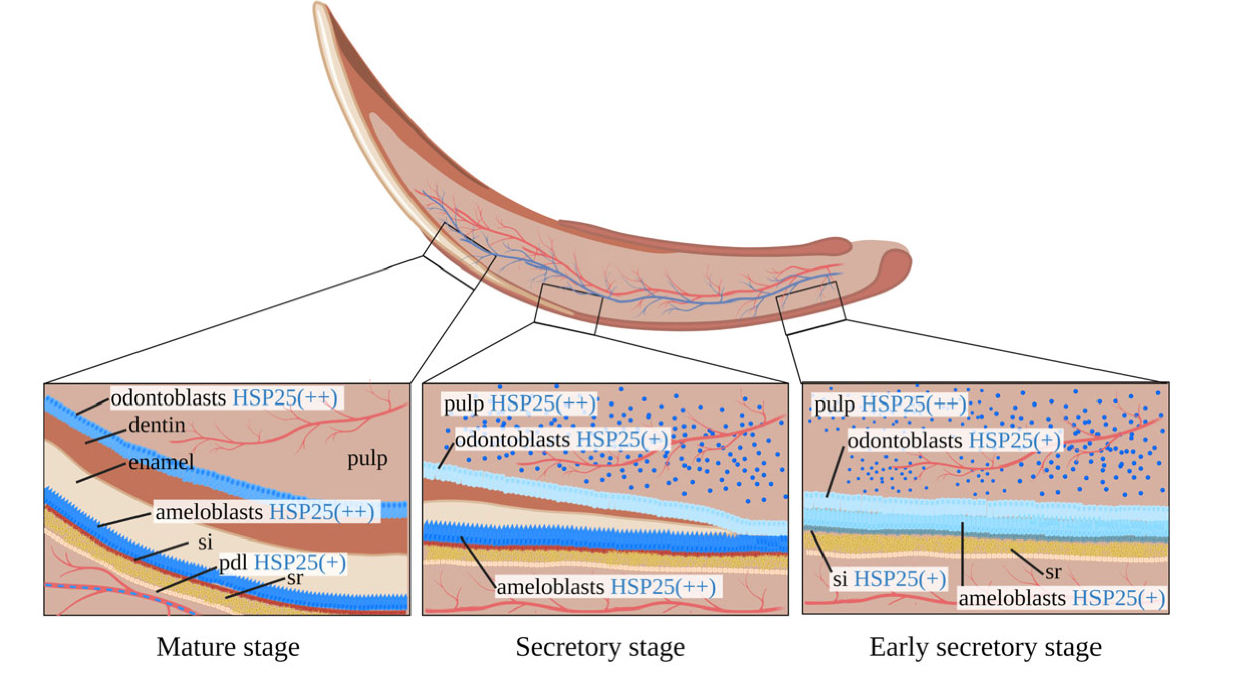 Ijms 24 07455 g003 Ijms 24 07455 g003