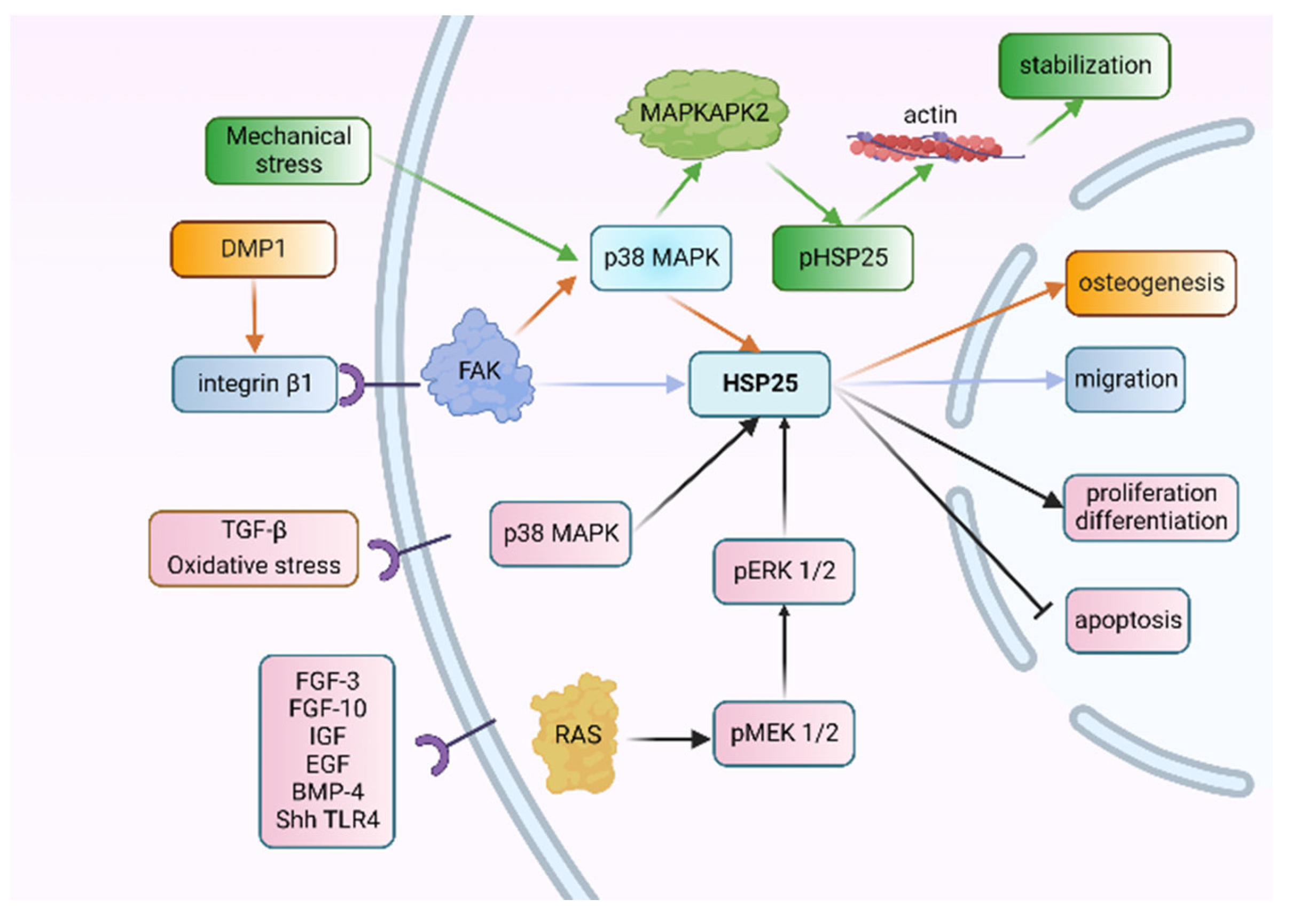 Ijms 24 07455 g004 Ijms 24 07455 g004