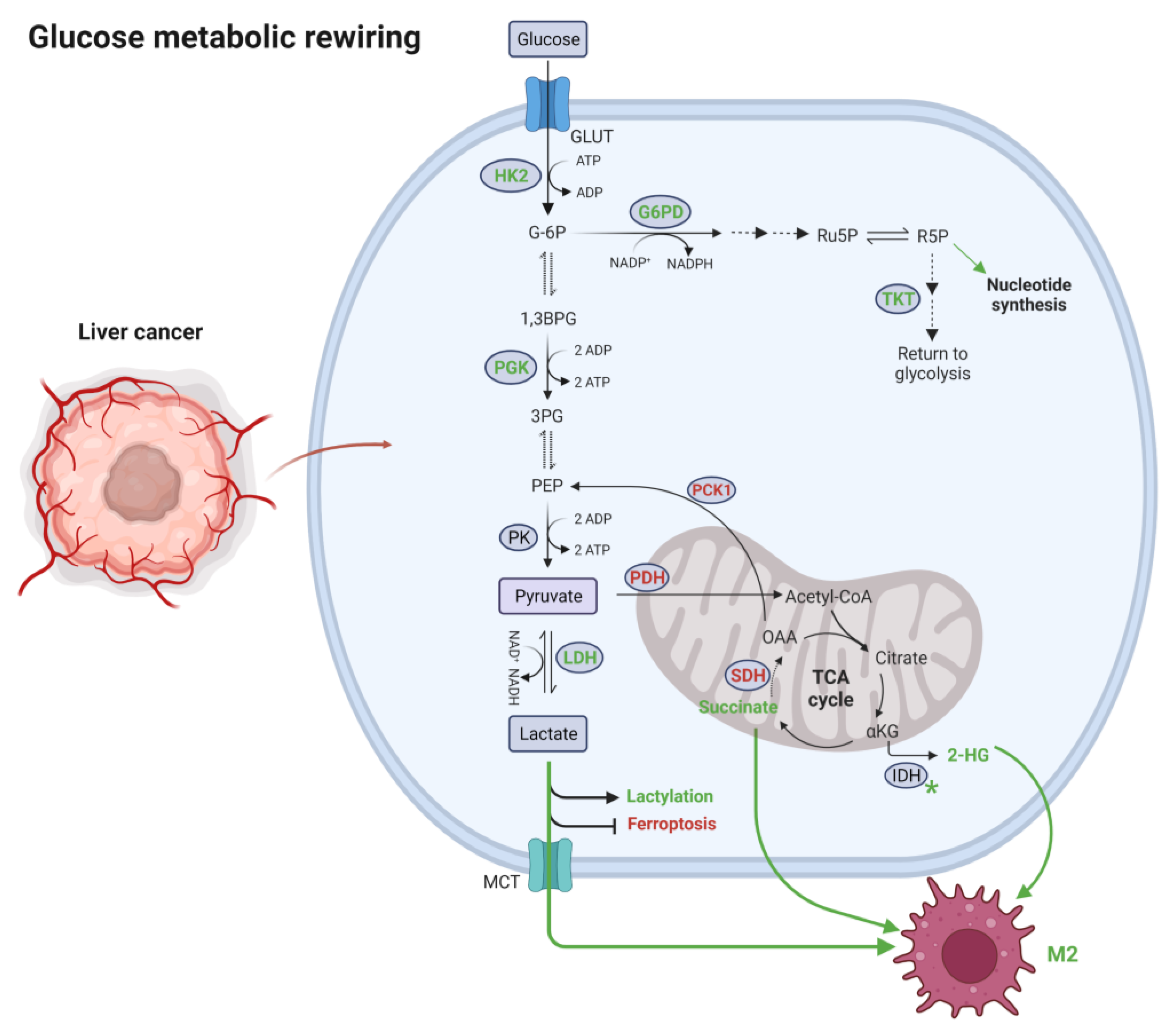 Ijms free full text metabolic reprogramming of hcc a new