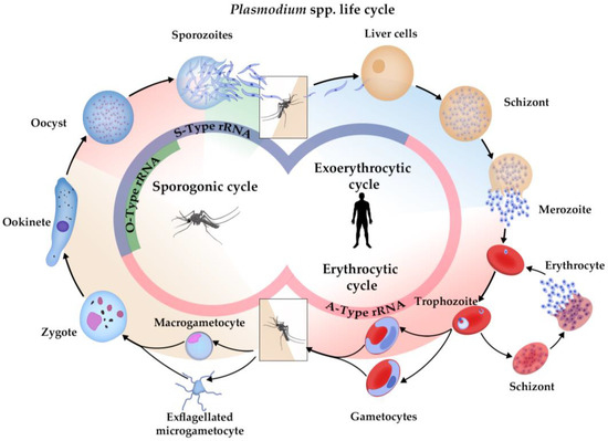 【公式】フジのお歳暮・冬ギフト - WEBカタログ掲載中 Specialization Ribosome in Parasites Protozoa その他