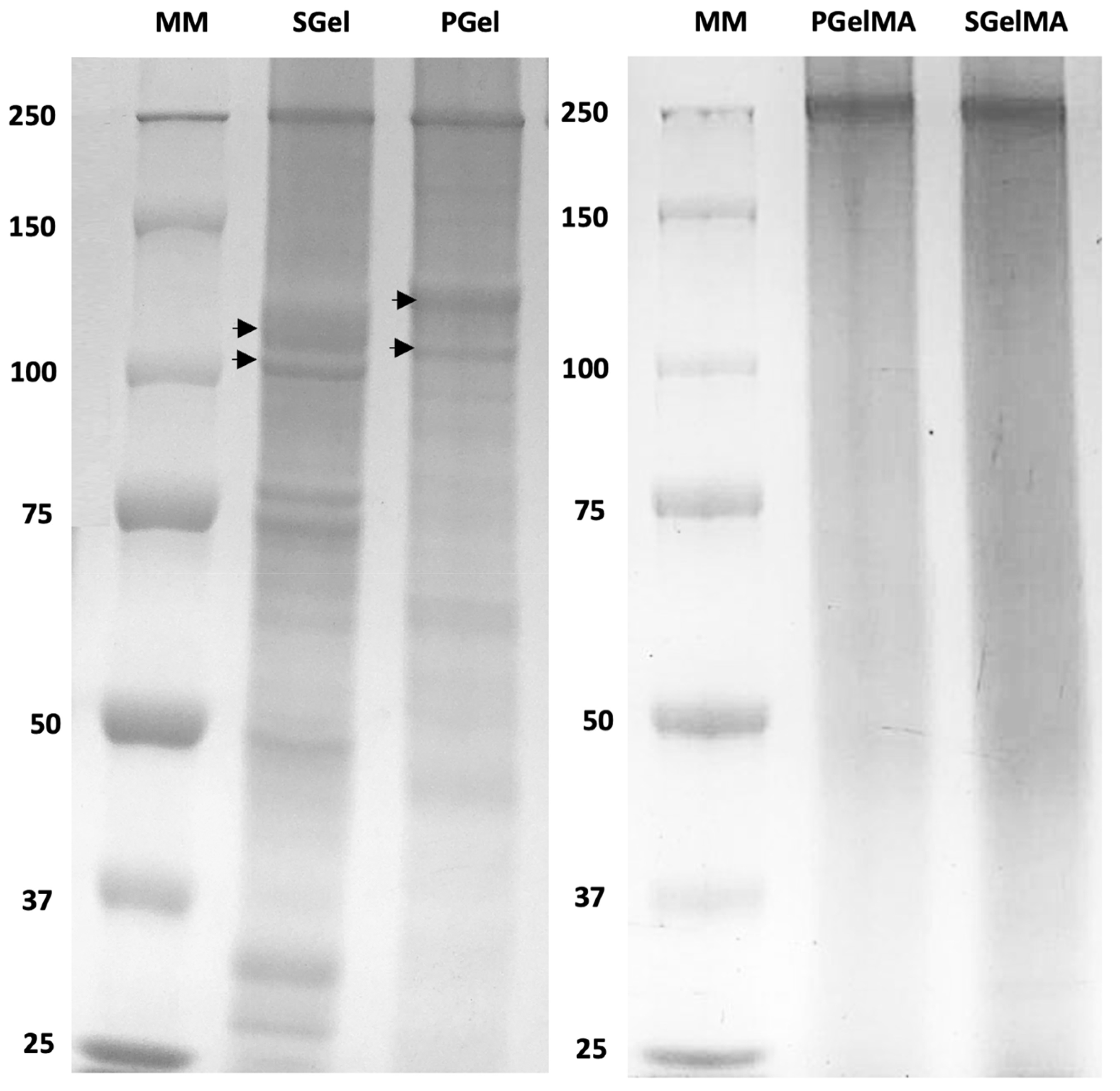 Ijms 24 07489 g001 Ijms 24 07489 g001