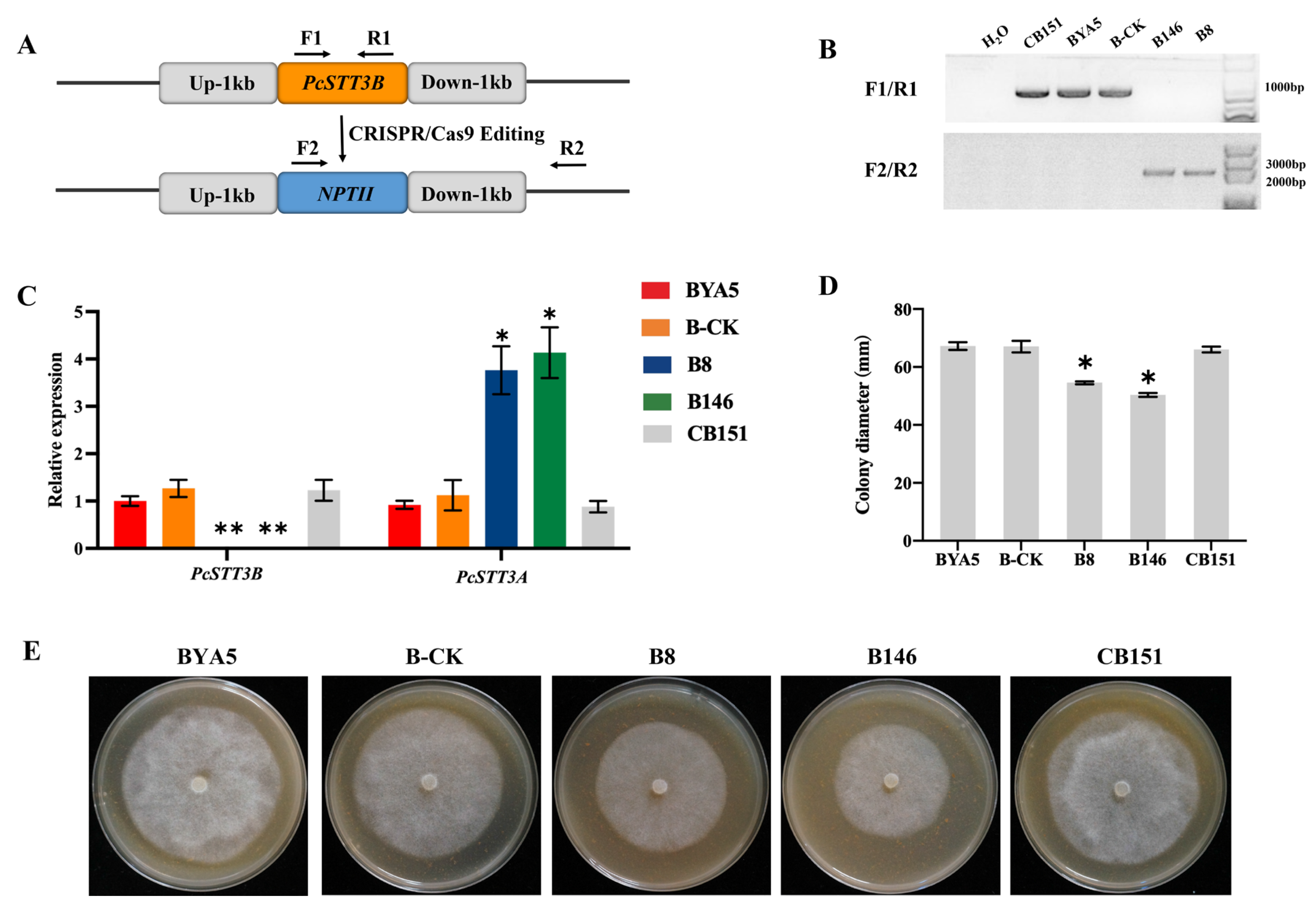 Ijms 24 07500 g004 Ijms 24 07500 g004