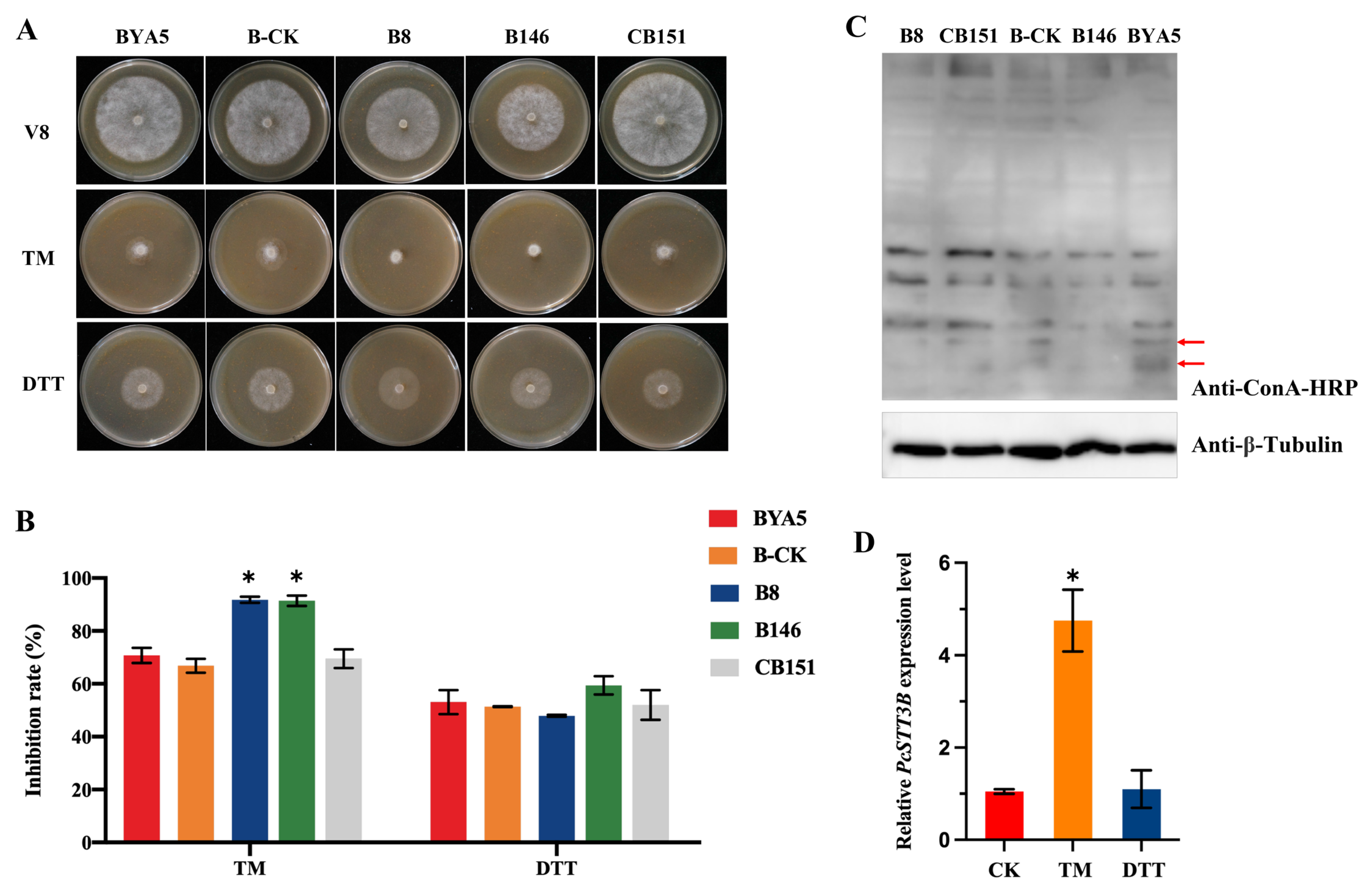 Ijms 24 07500 g007 Ijms 24 07500 g007