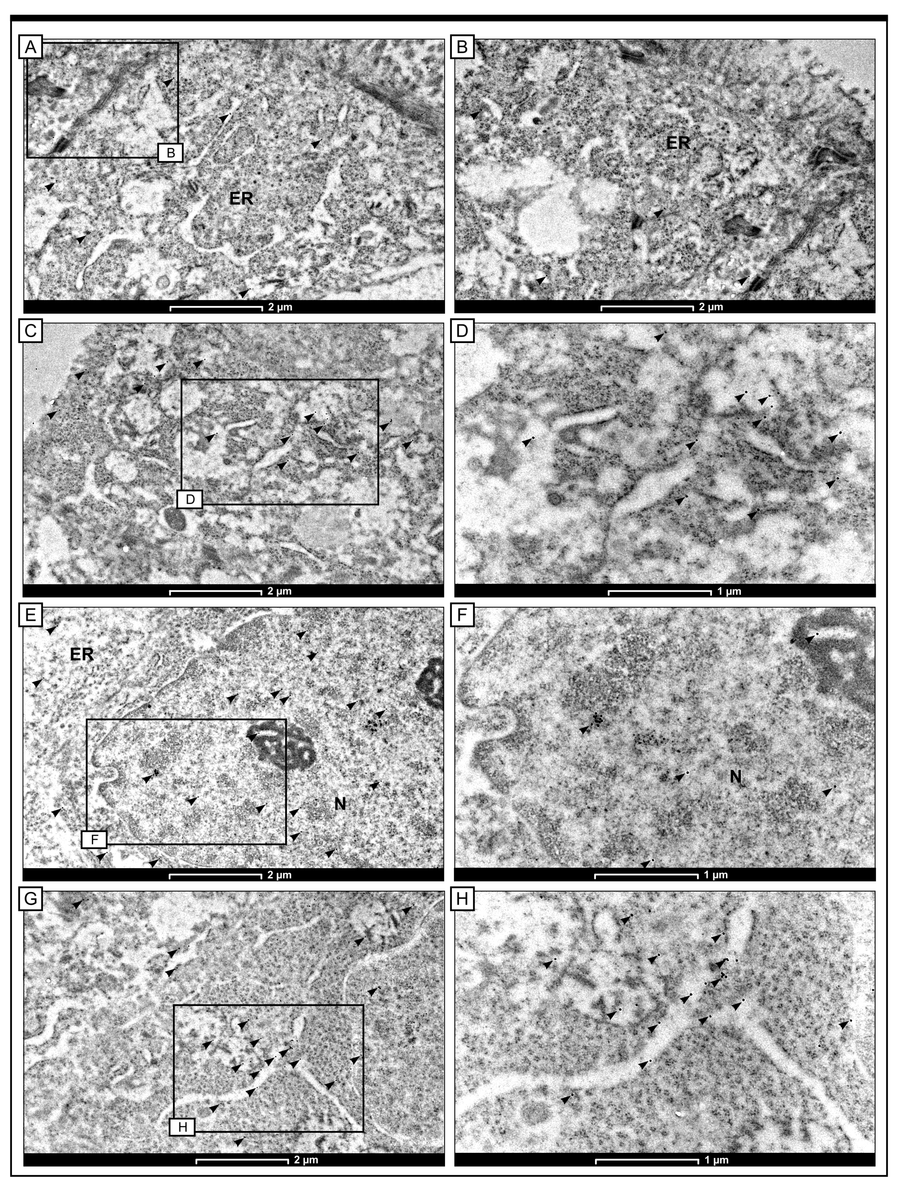 Ijms 24 07502 g006 Ijms 24 07502 g006