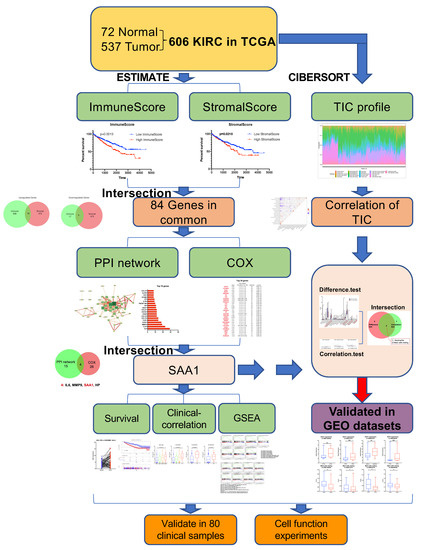 SAA1 Has Potential as a Prognostic Biomarker Correlated with