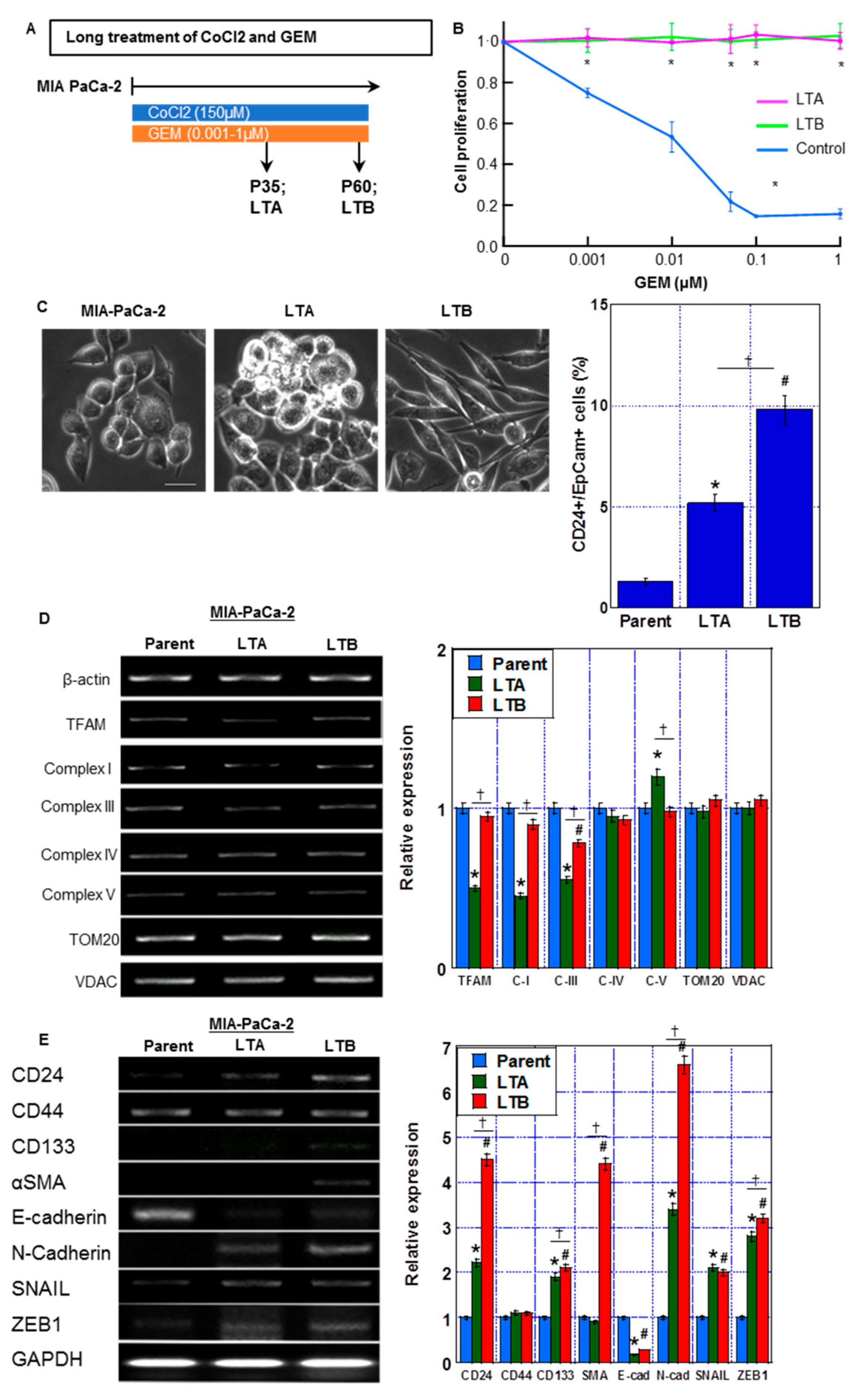 Ijms 24 07506 g004 Ijms 24 07506 g004