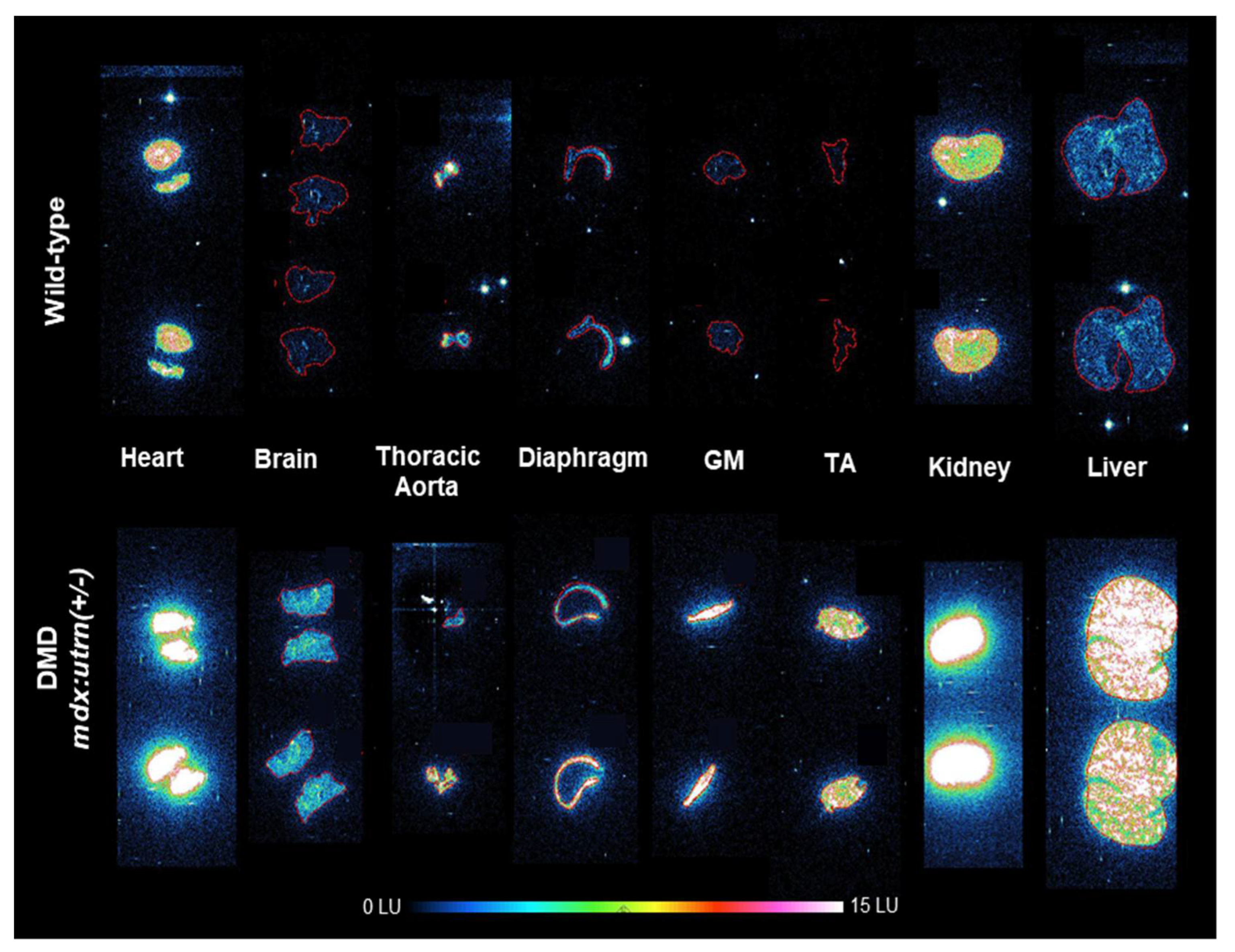 Ijms 24 07522 g0a1 Ijms 24 07522 g0a1