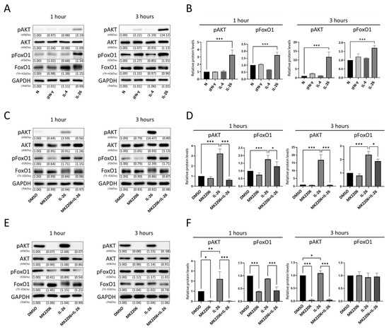 Interleukin 26 Induces Macrophage IL-9 Expression in