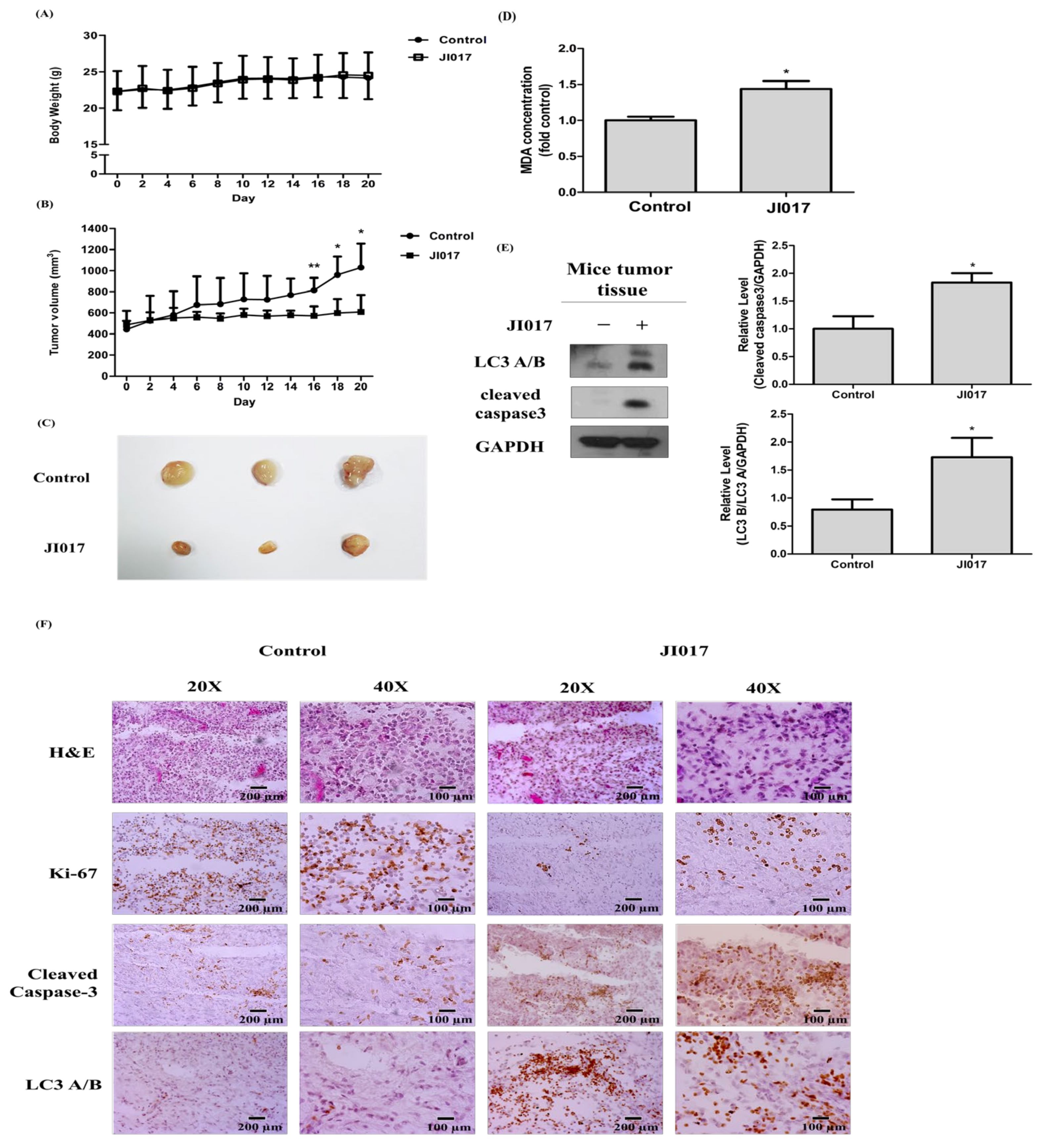 Ijms 24 07528 g005 Ijms 24 07528 g005