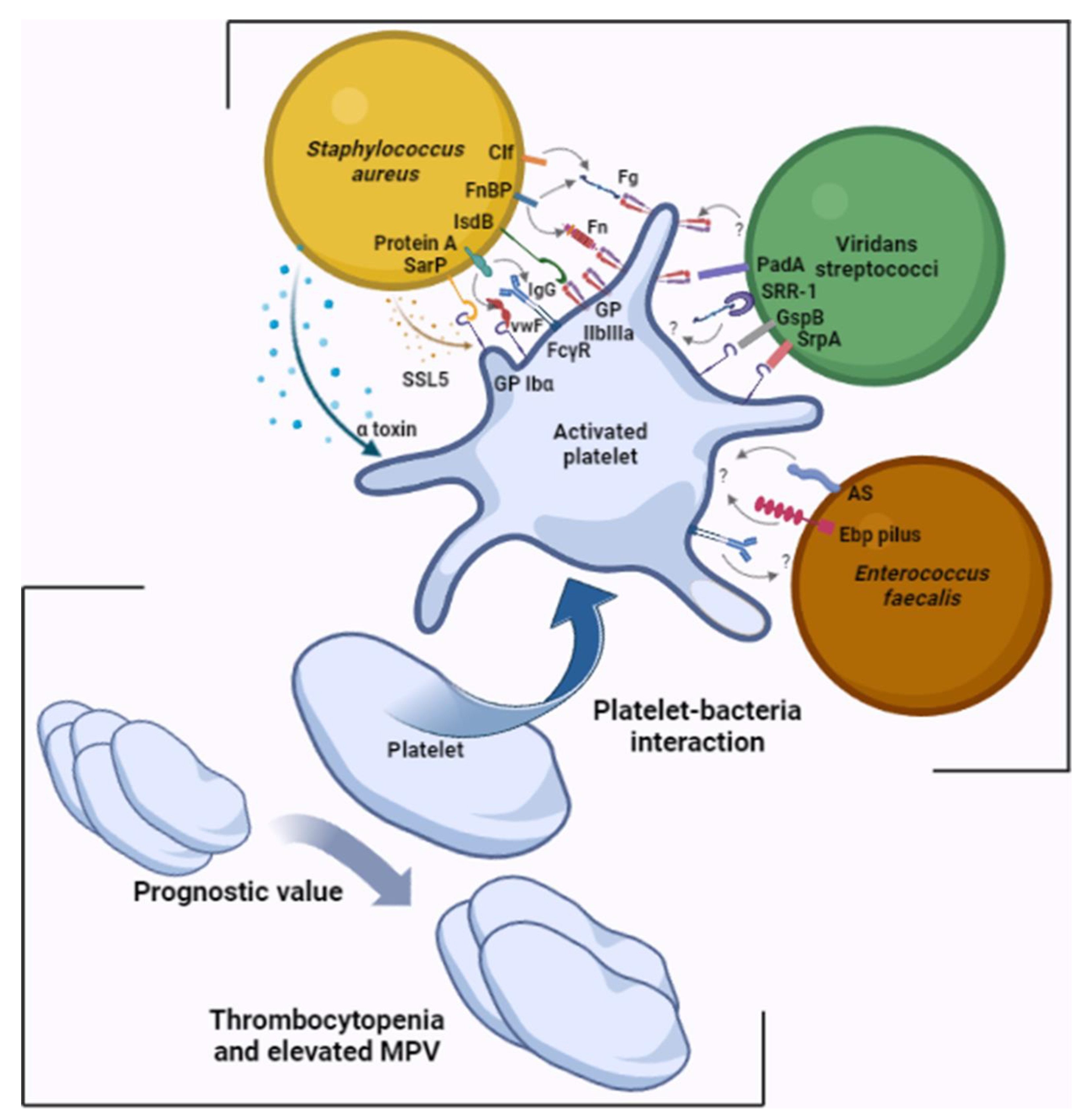 Staphylococcus aureus and Neutrophil Extracellular Traps: The Master  Manipulator Meets Its Match in Immunothrombosis