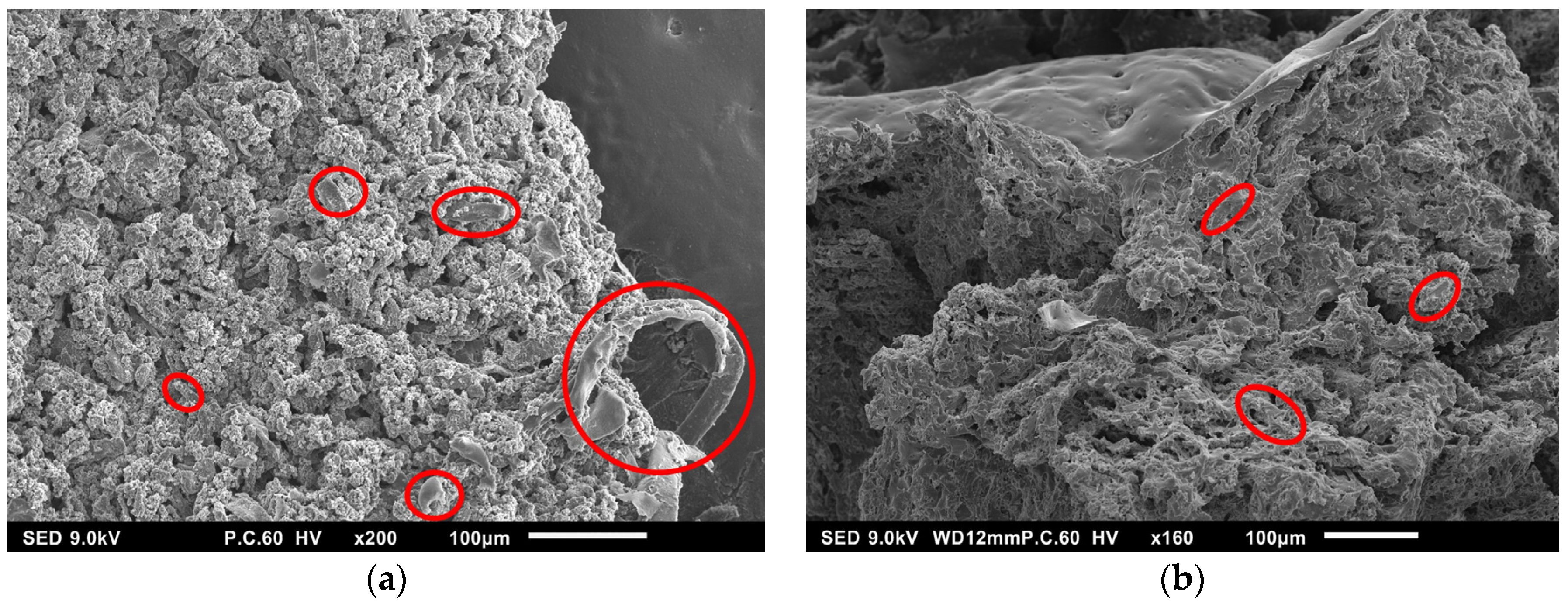 Ijms 24 07558 g004 Ijms 24 07558 g004