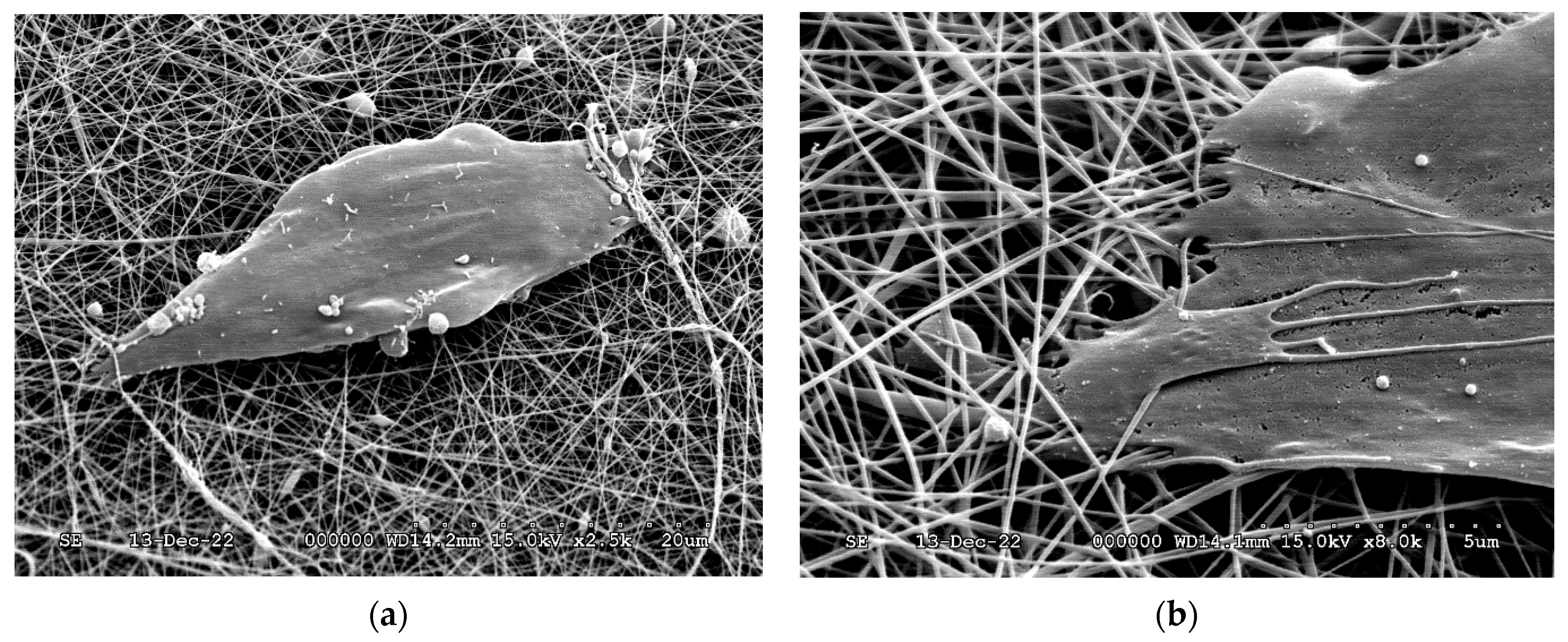 Ijms 24 07562 g010 Ijms 24 07562 g010