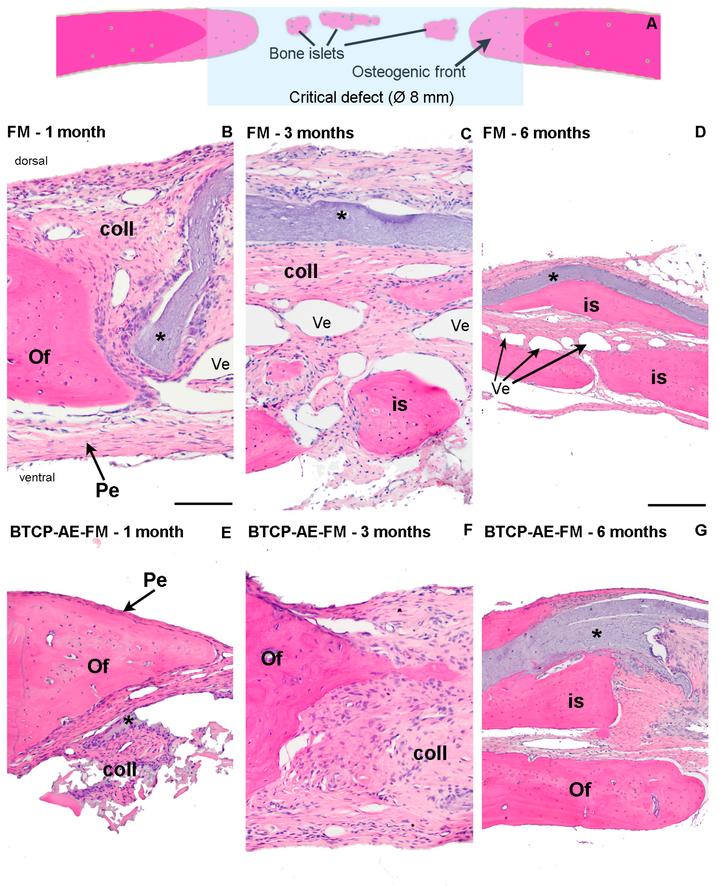 Ijms 24 07562 g013 Ijms 24 07562 g013
