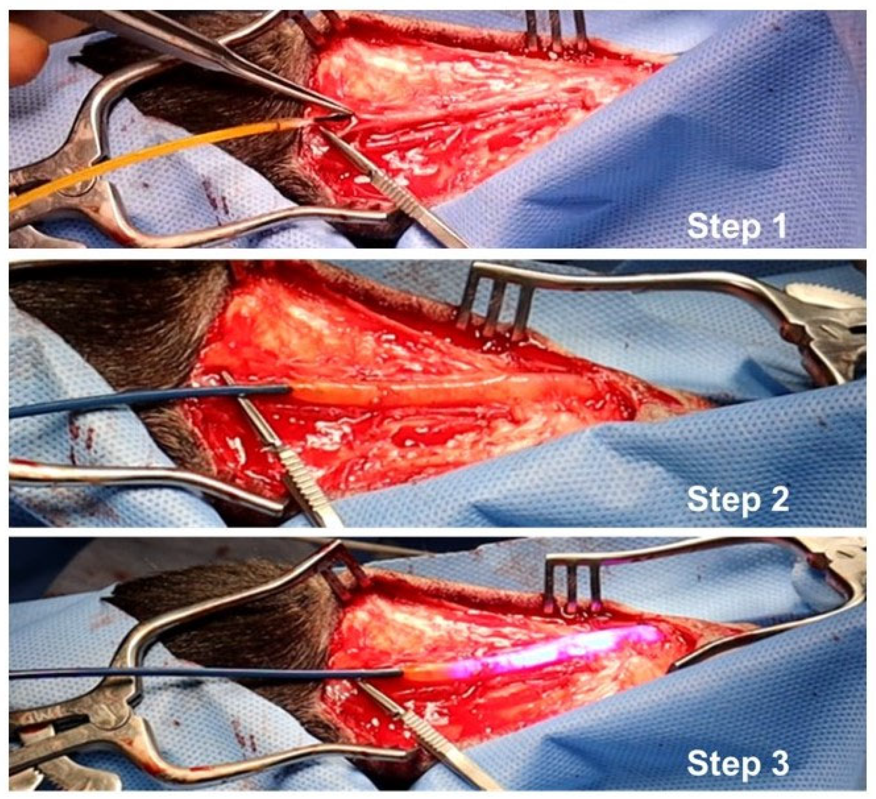 Ijms 24 07571 g009 Ijms 24 07571 g009