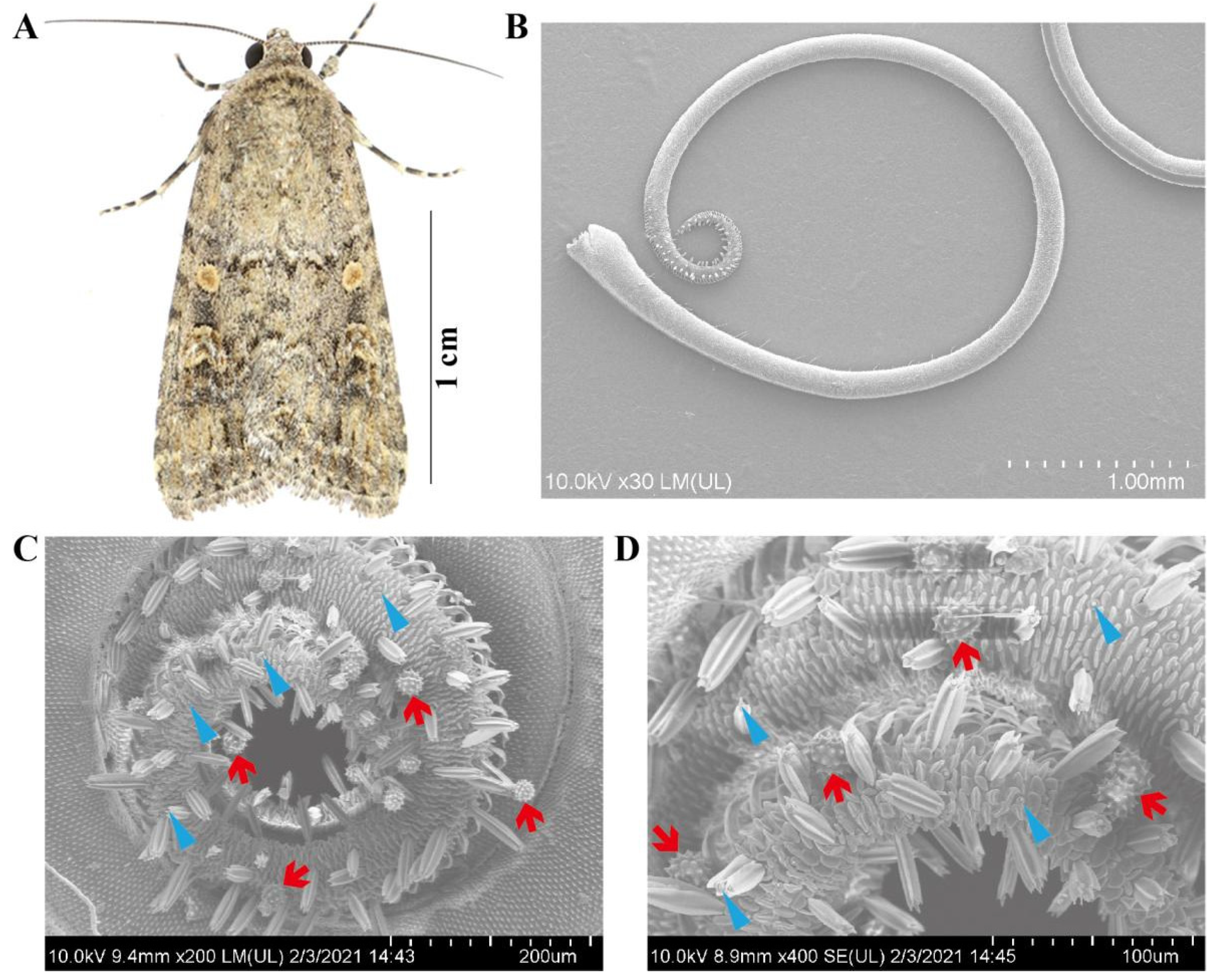 Pollen Molecular Identification from a Long-Distance