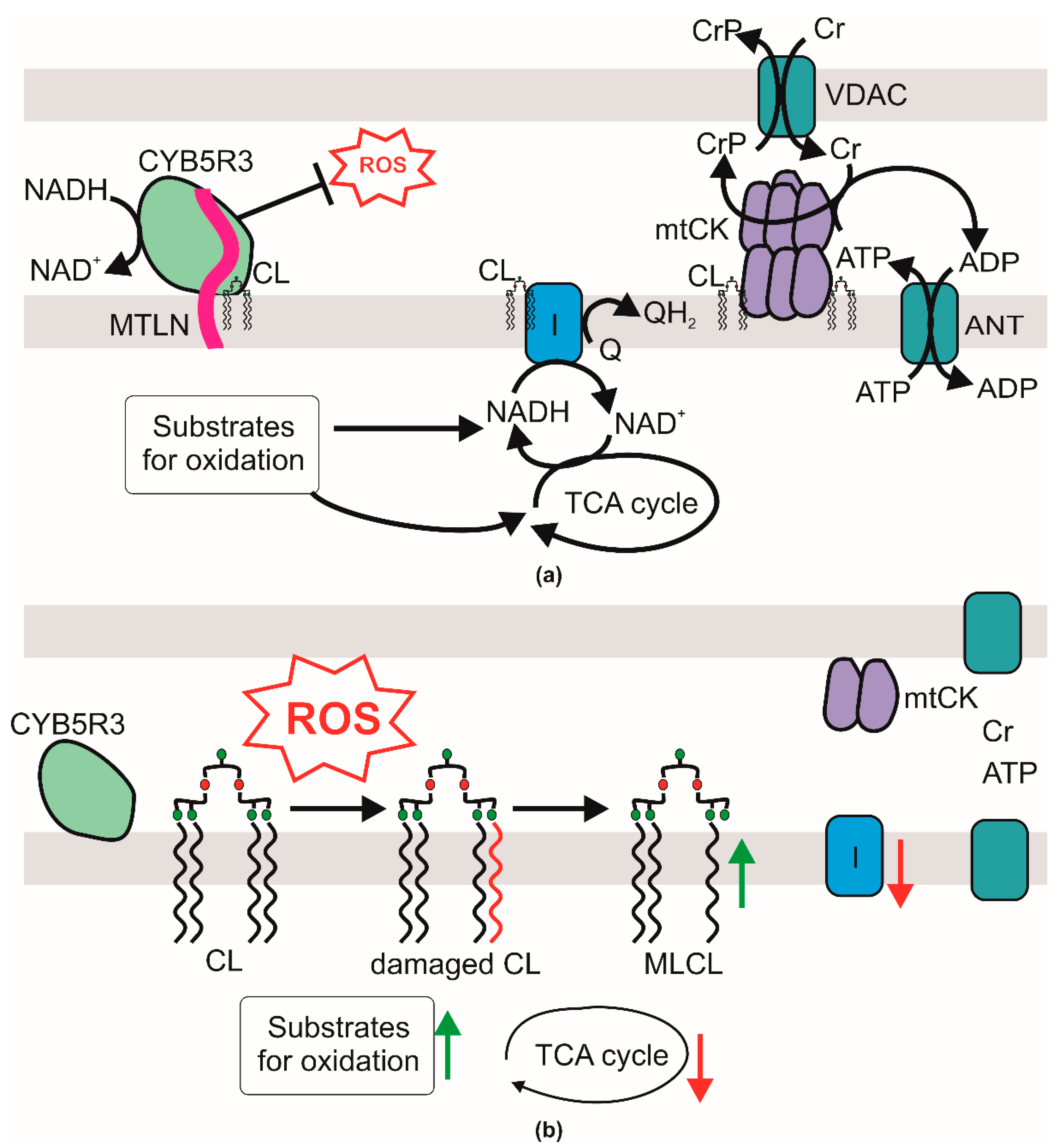 Ijms 24 07589 g005 Ijms 24 07589 g005