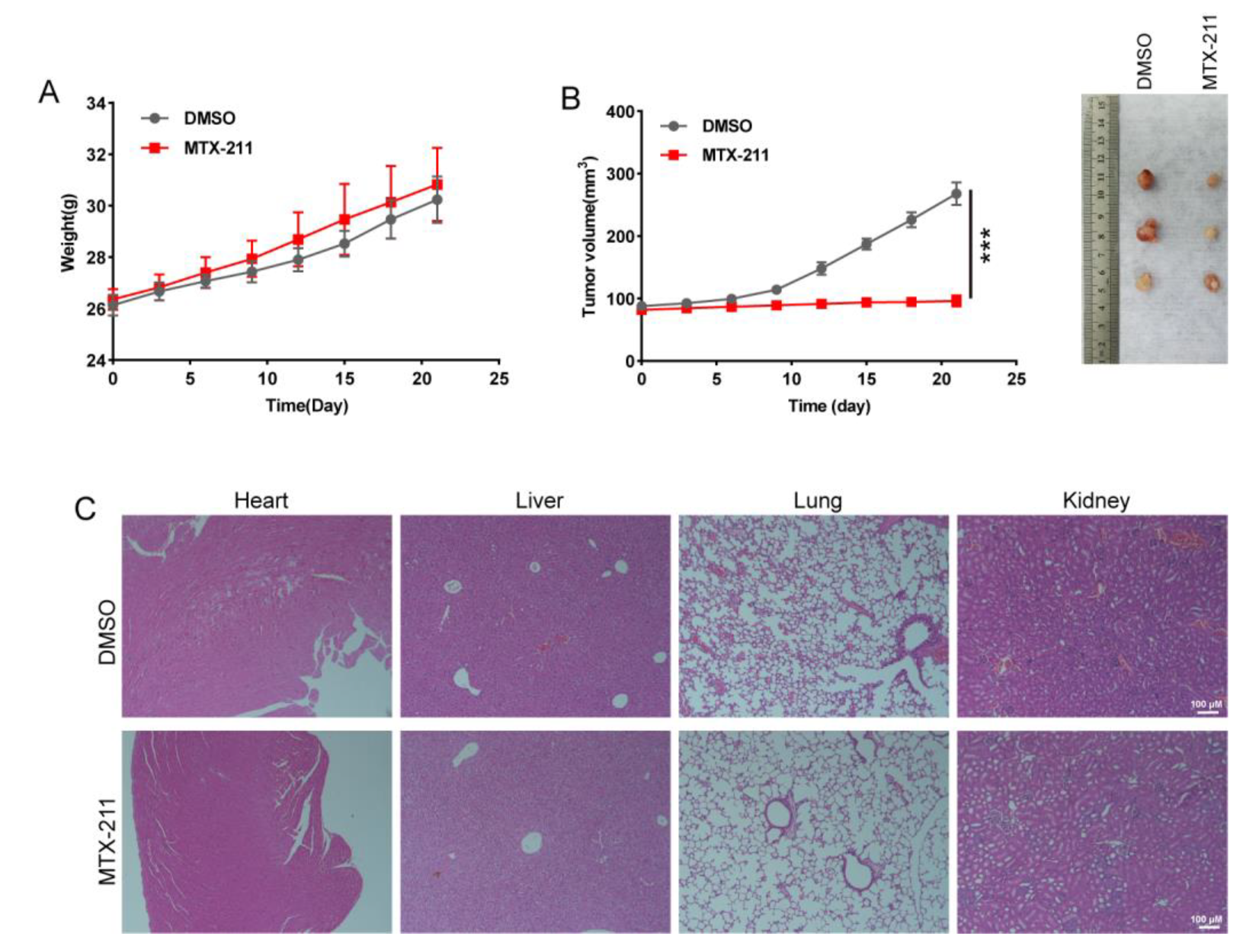 激安！特価品 MTX-211 Inhibits GSH Synthesis through Keap1/NRF2/GCLM Axis 美容液