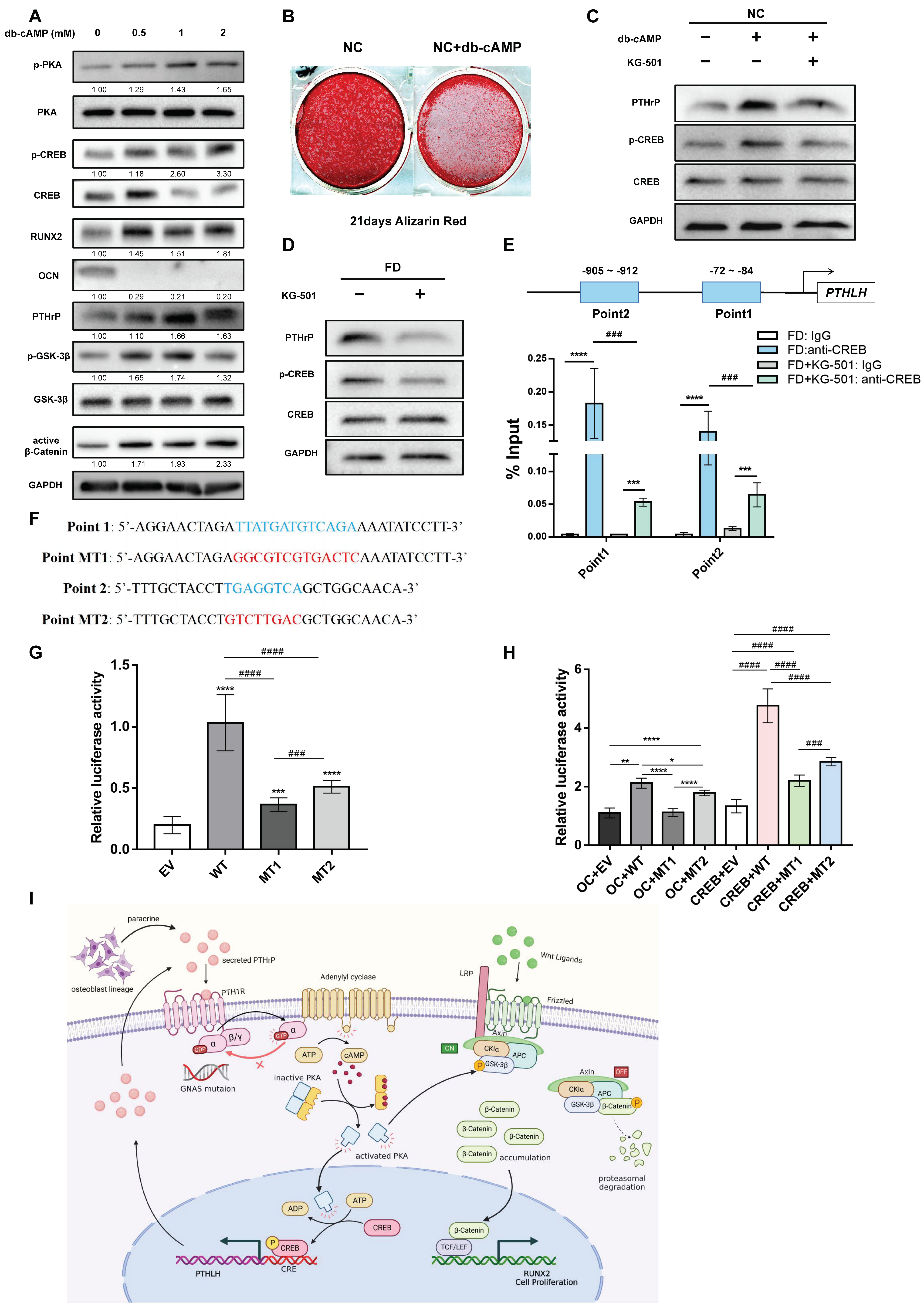 Ijms 24 07616 g004 Ijms 24 07616 g004