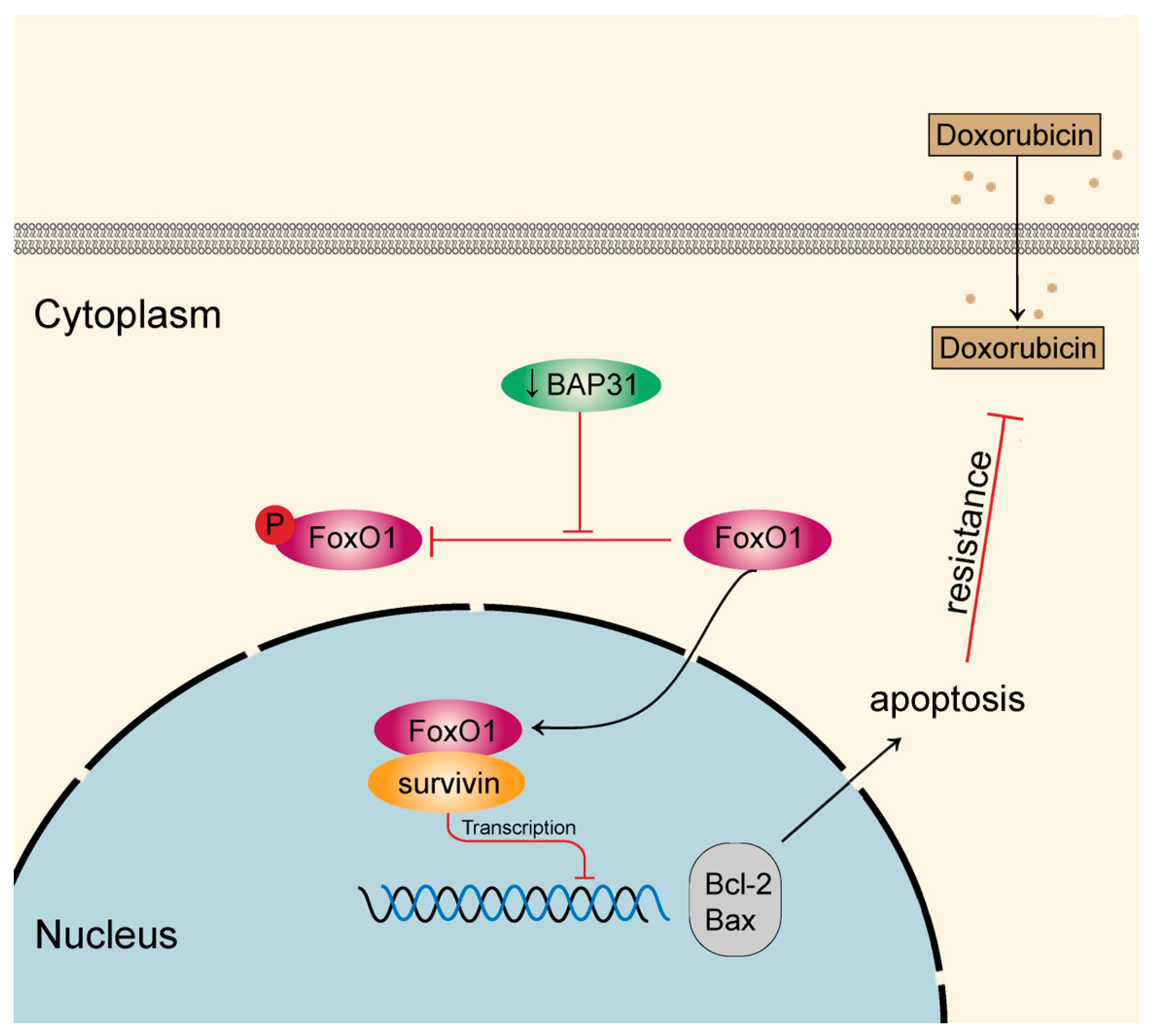 Ijms 24 07622 g007 Ijms 24 07622 g007