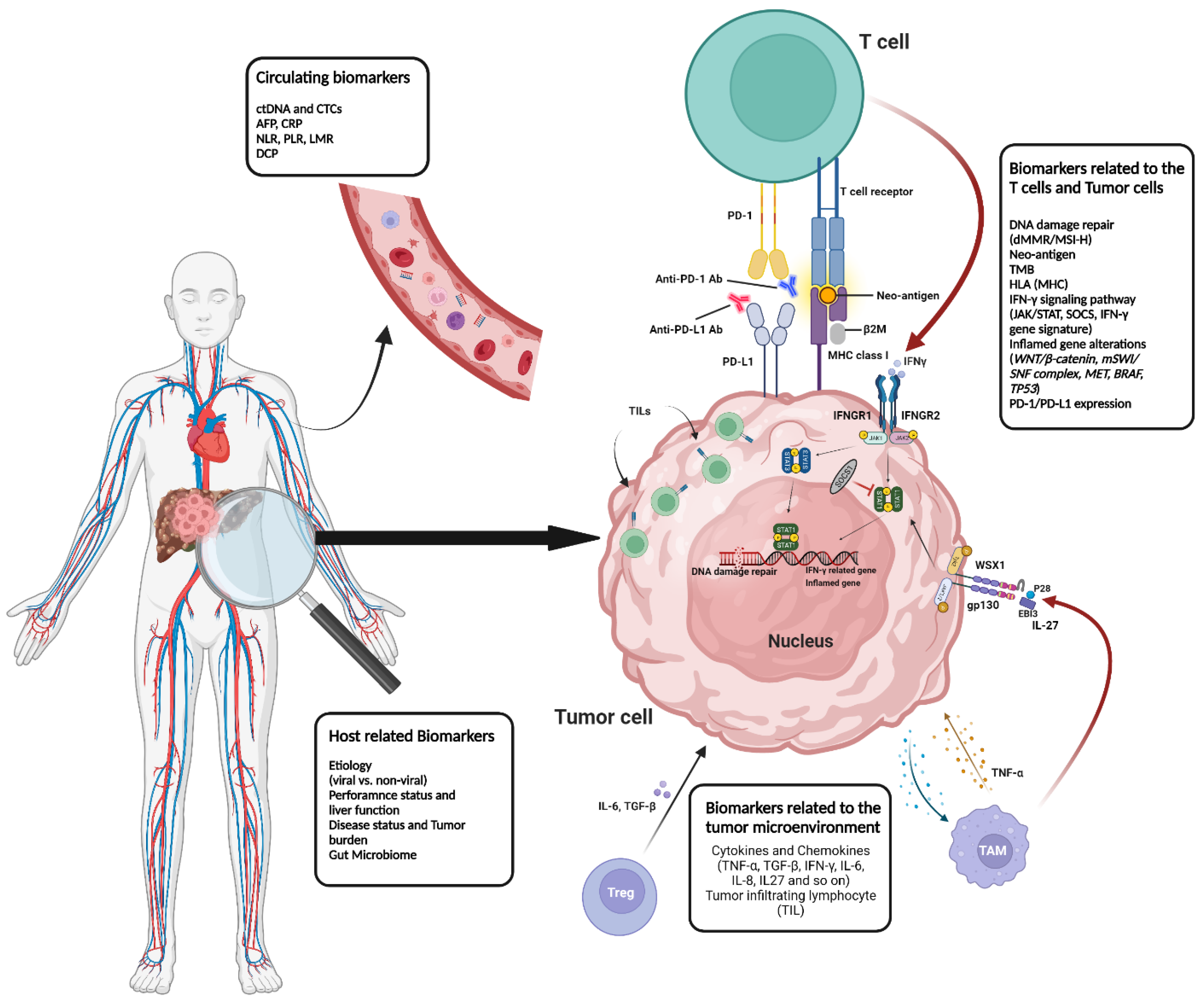 IJMS Free Full-Text Predictive Biomarkers for Immune-Checkpoint Inhibitor Treatment Response in Patients with Hepatocellular Carcinoma