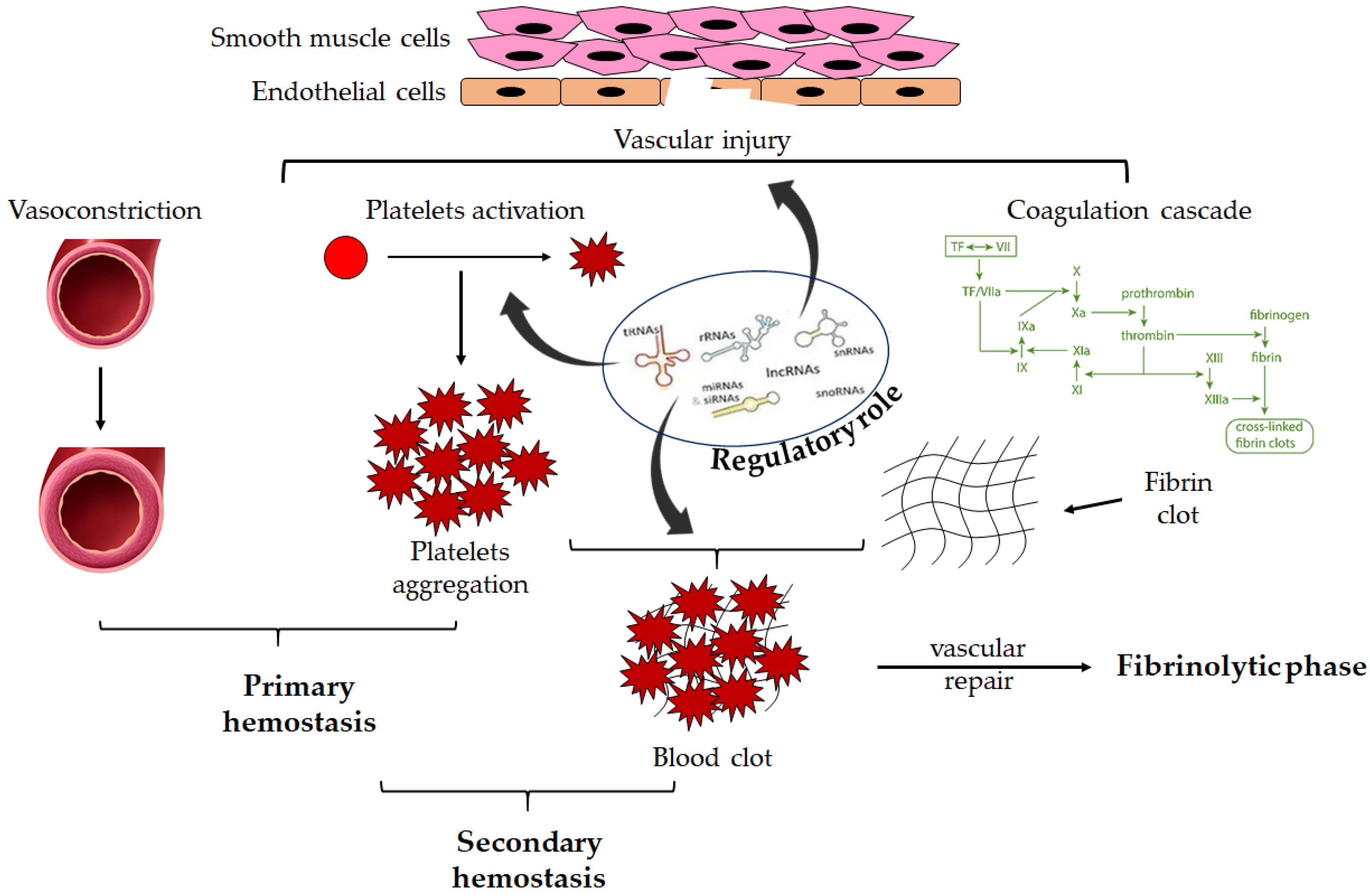 IJMS Free FullText The Novel Role of Noncoding RNAs in Modulating